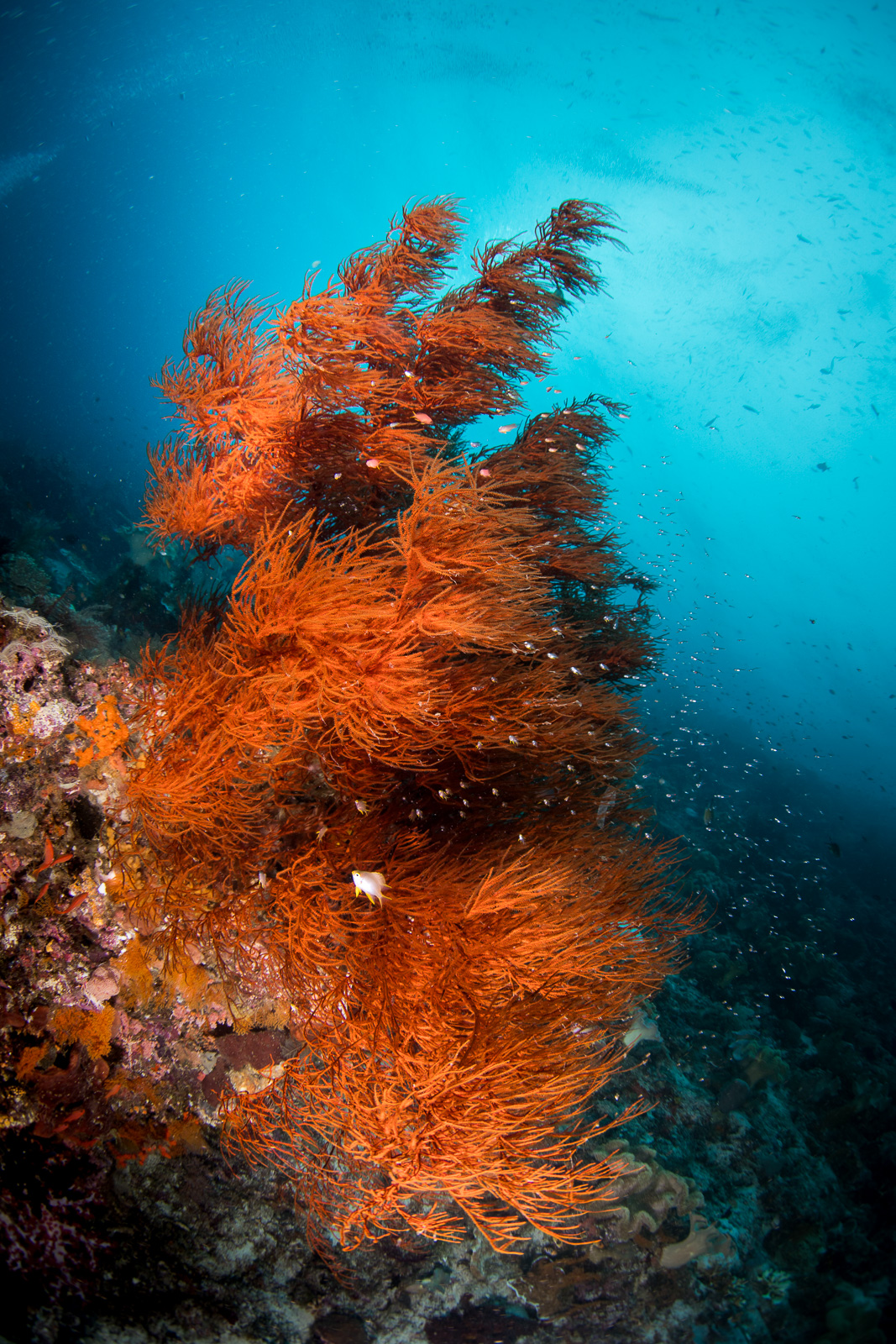 A sea fan in orange, the Dampier Strait