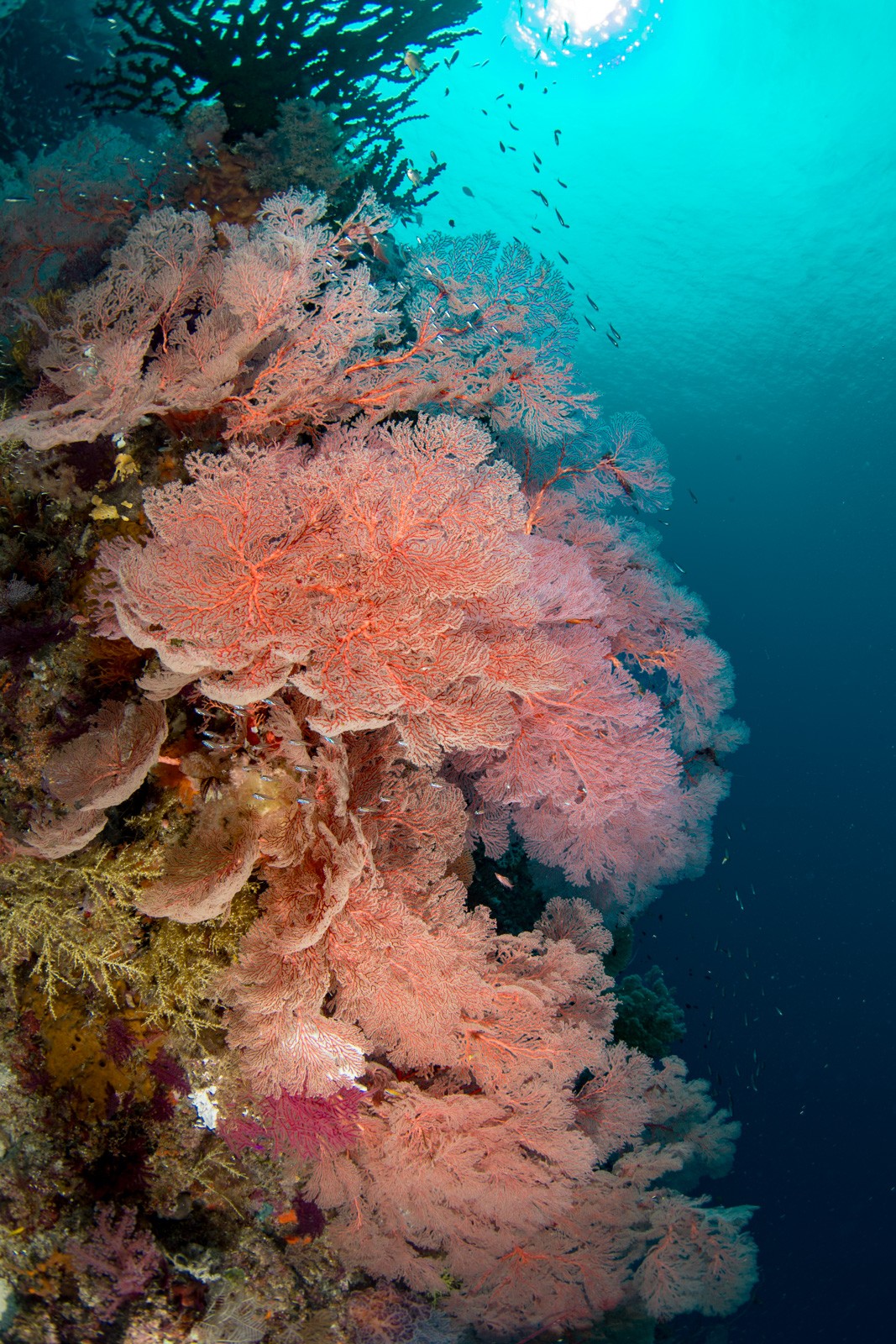 Pink gorgonians on a wall with sun, Dampier Strait