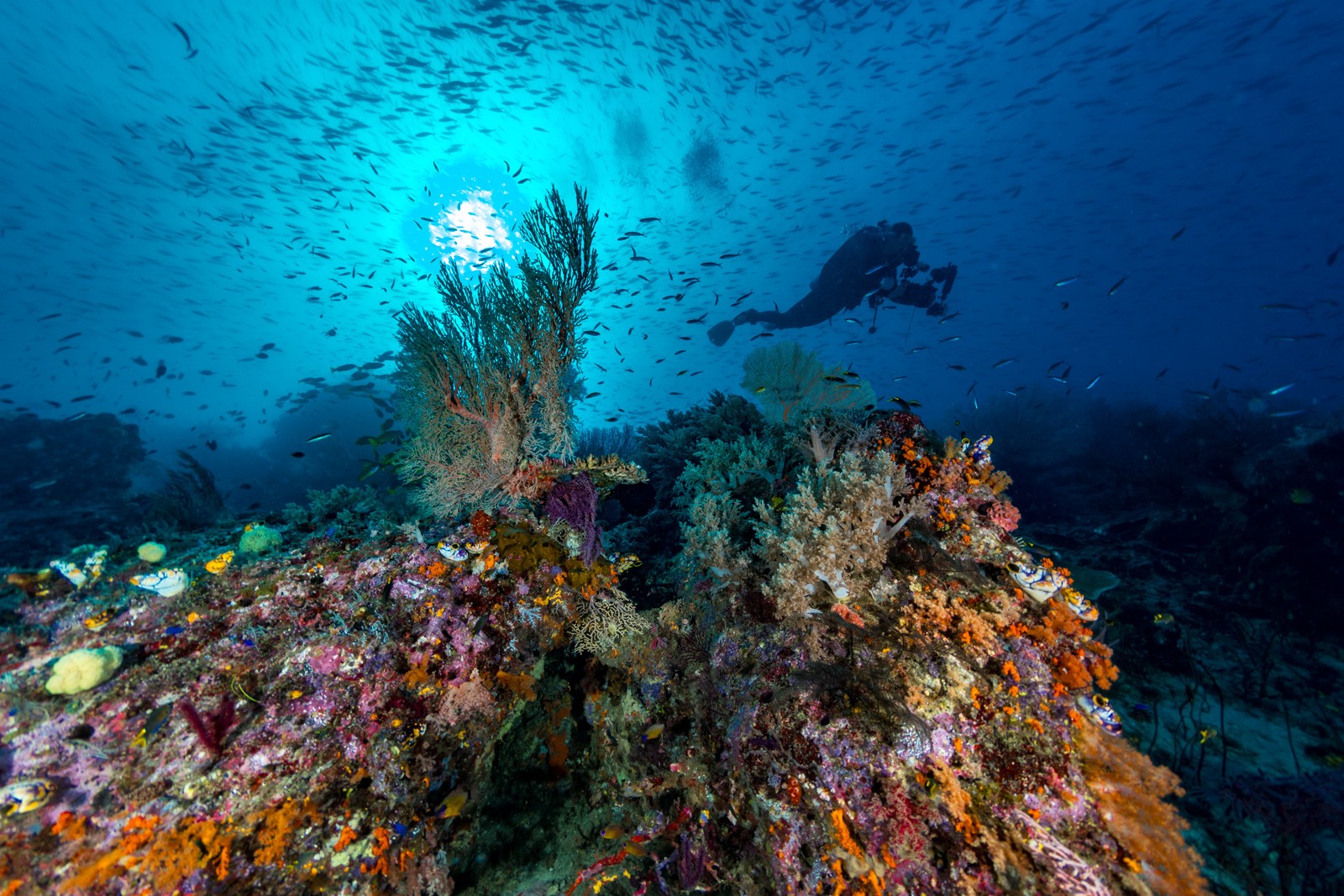 Reef, diver, schooling fish, sunburst, Dampier Strait