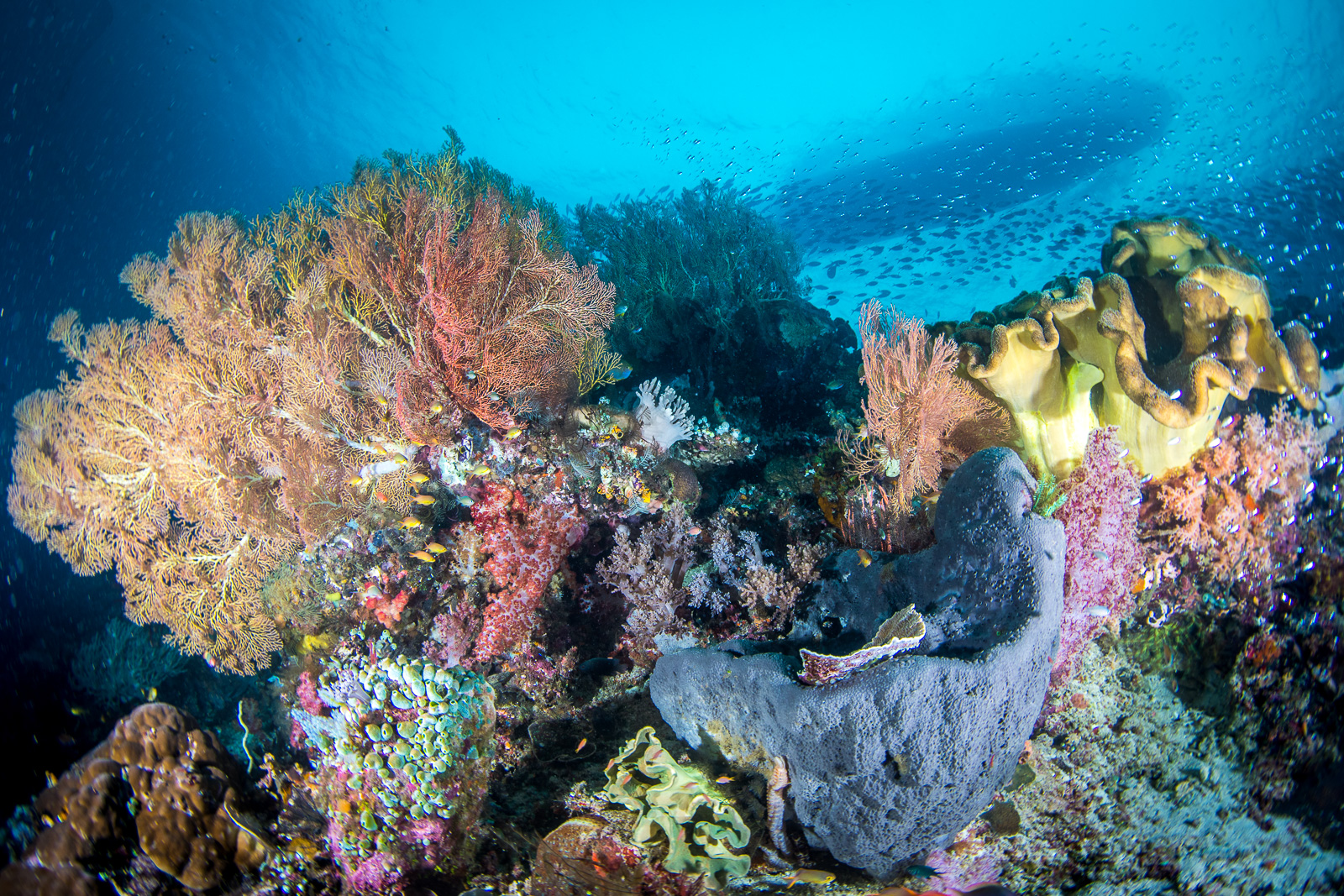 Reef crest with fans, boat above, the Dampier Strait