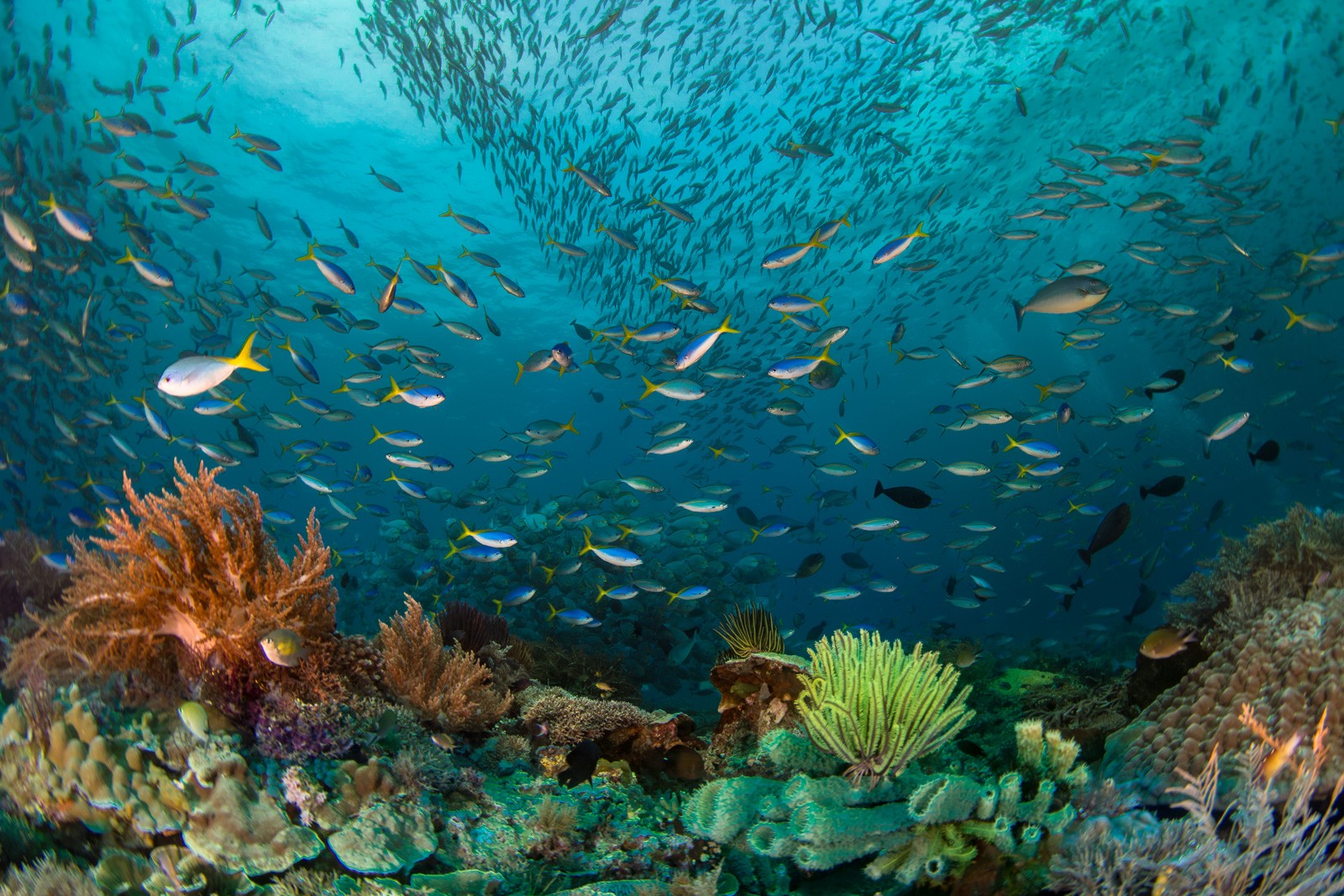 Reef foreground with loose school, Dampier Strait