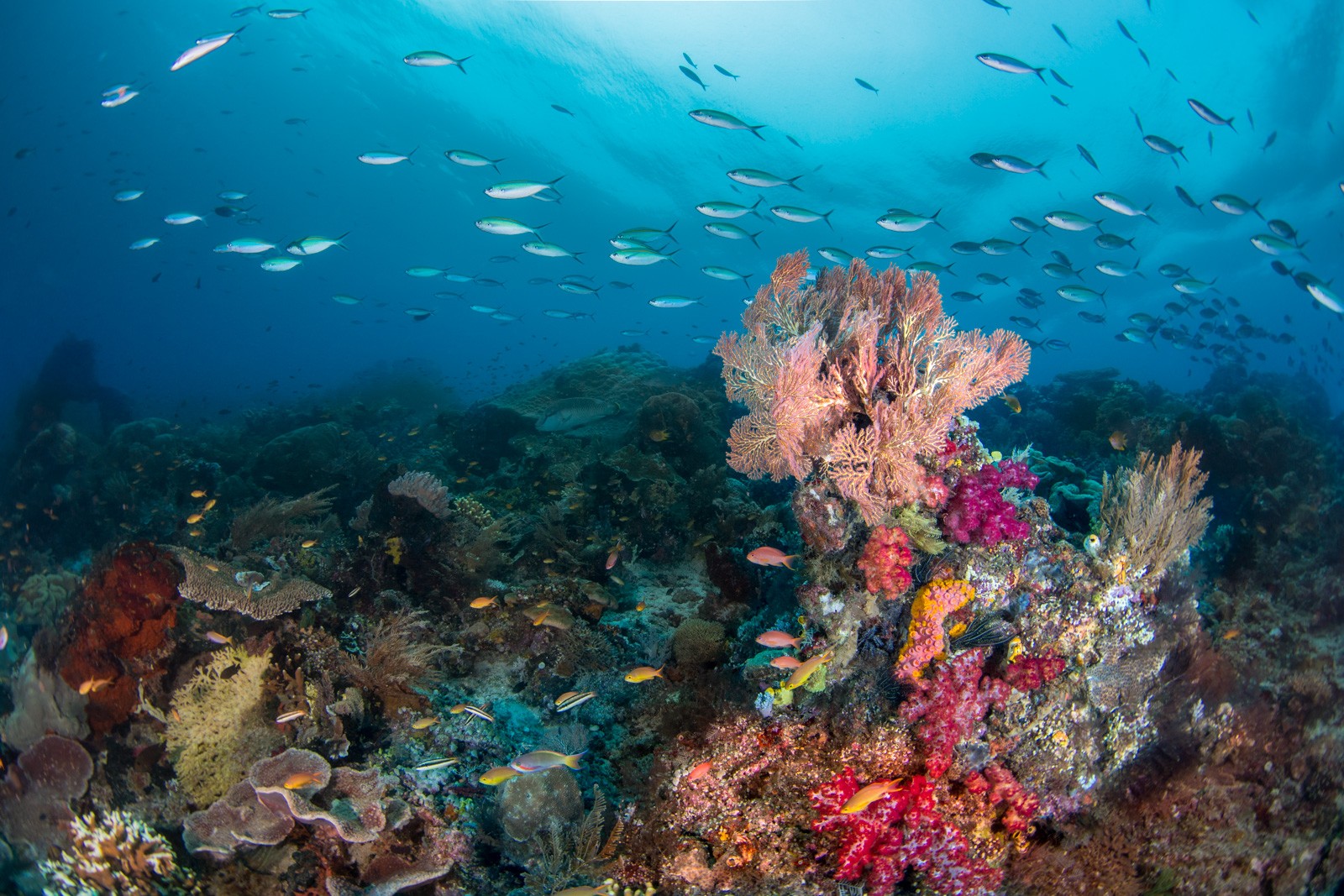 Reef slope, anthias, gorgonian, blue, Dampier Strait