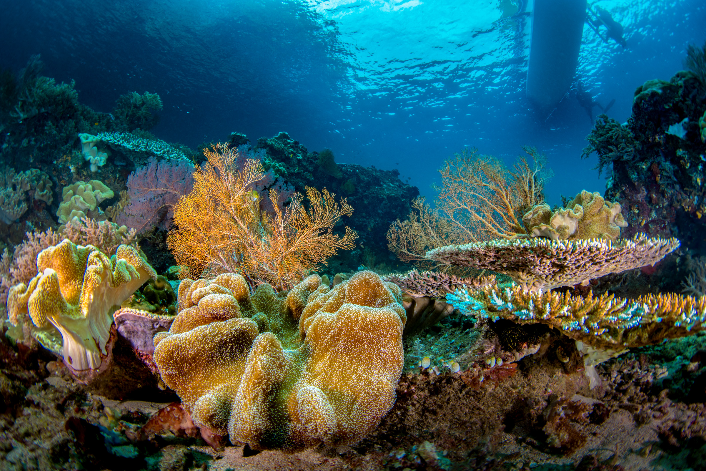 The reef, the Dampier Strait
