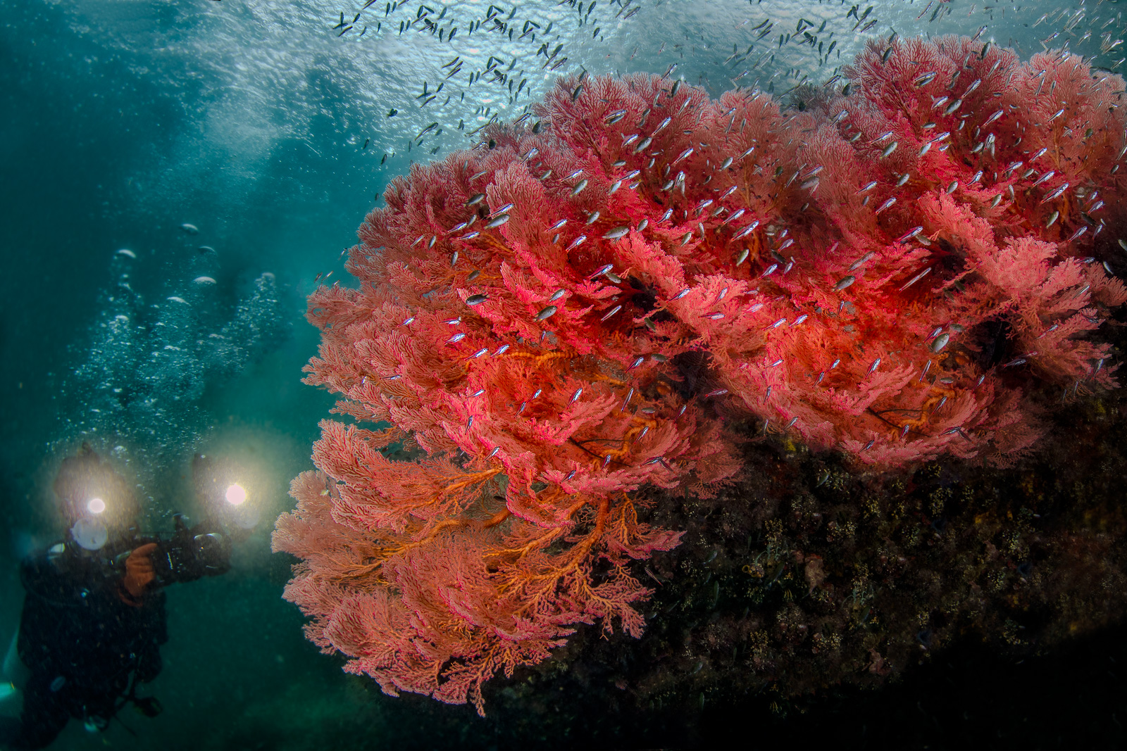 A sea fan with a diver, the Dampier Strait