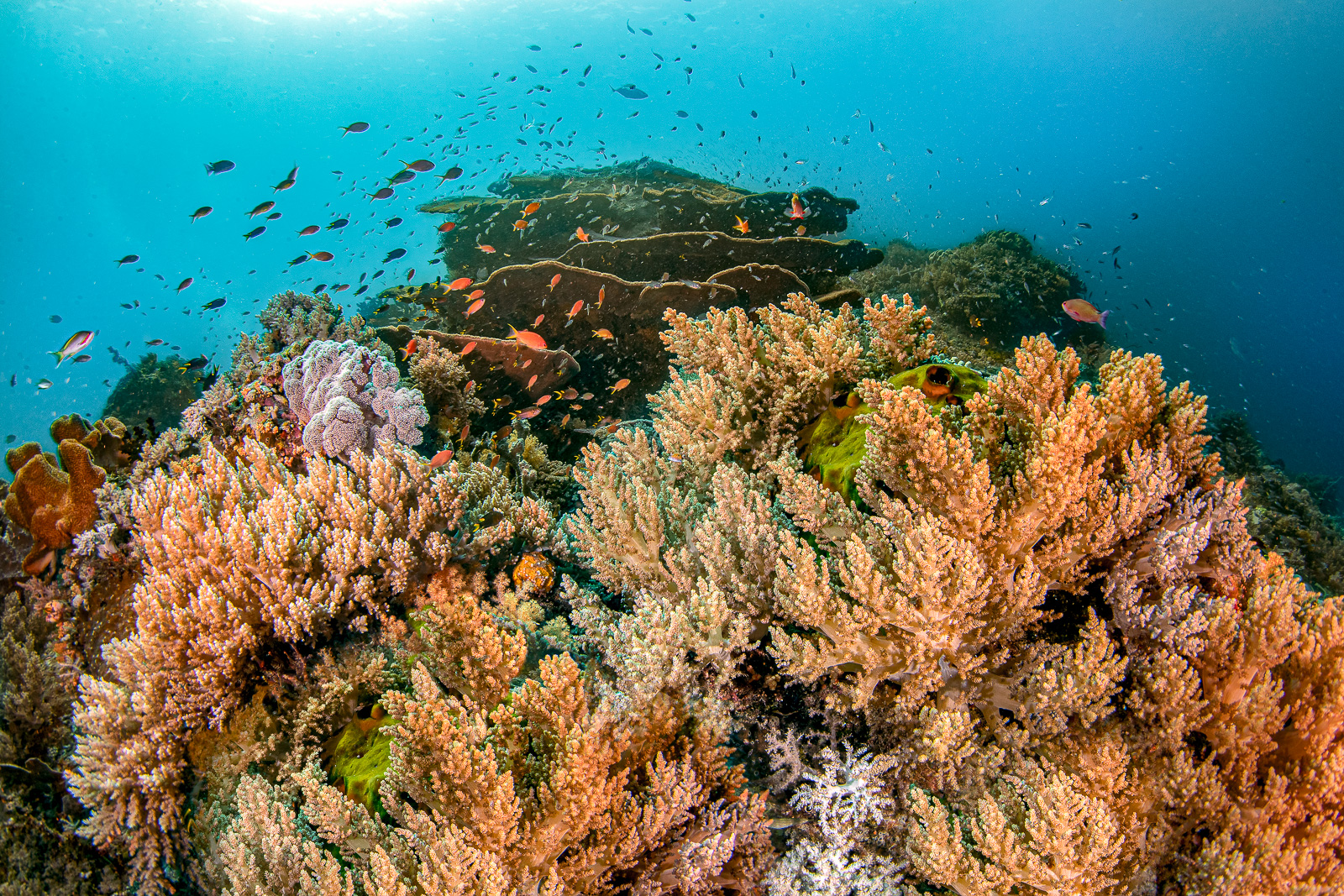 Anthias over soft coral, the Dampier Strait