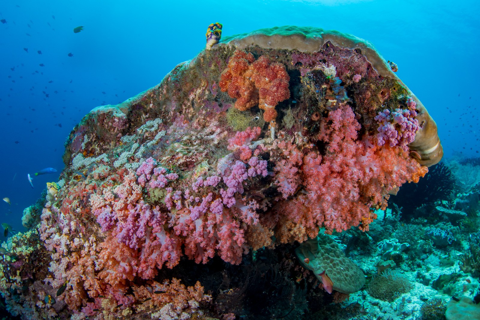 Soft-coral bommie with a turtle beneath, Dampier Strait