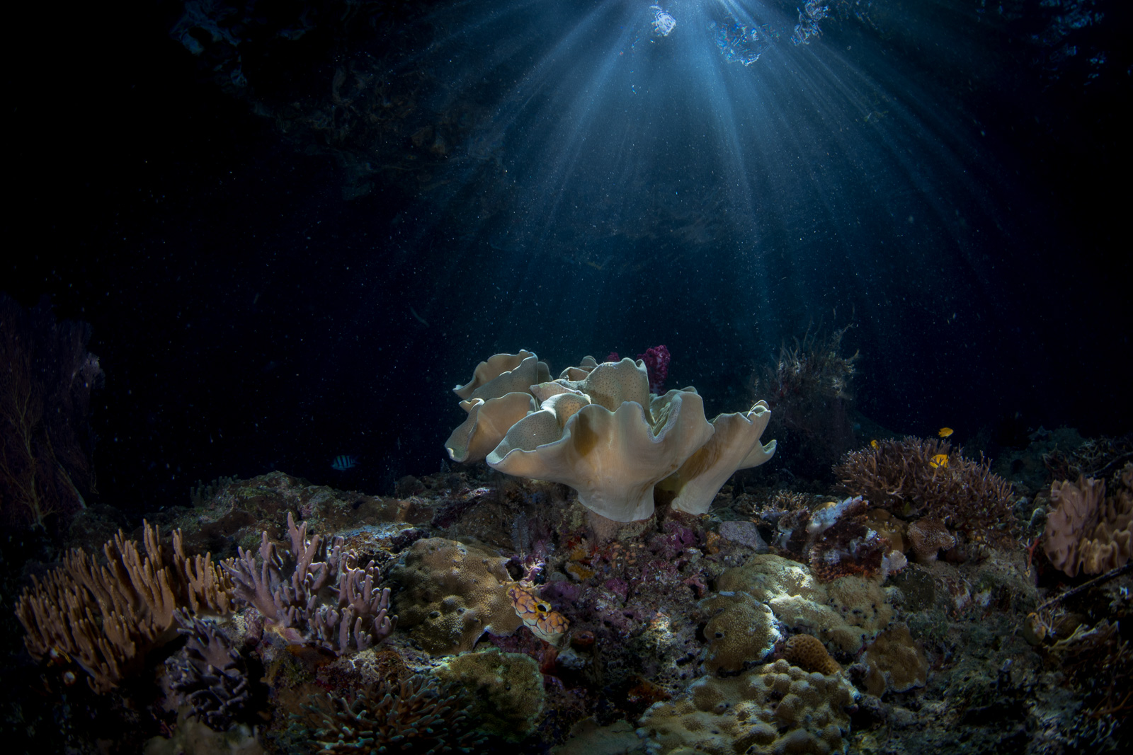 Soft coral in a shaft of light, the Dampier Strait