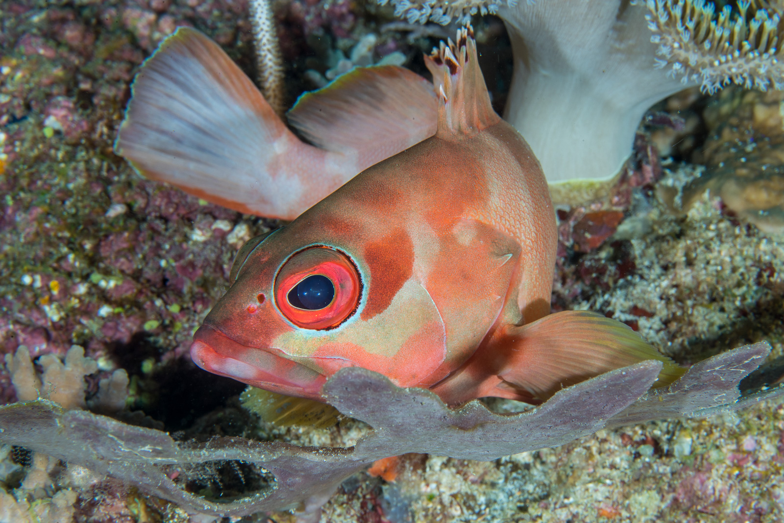 Soldierfish, the Dampier Strait