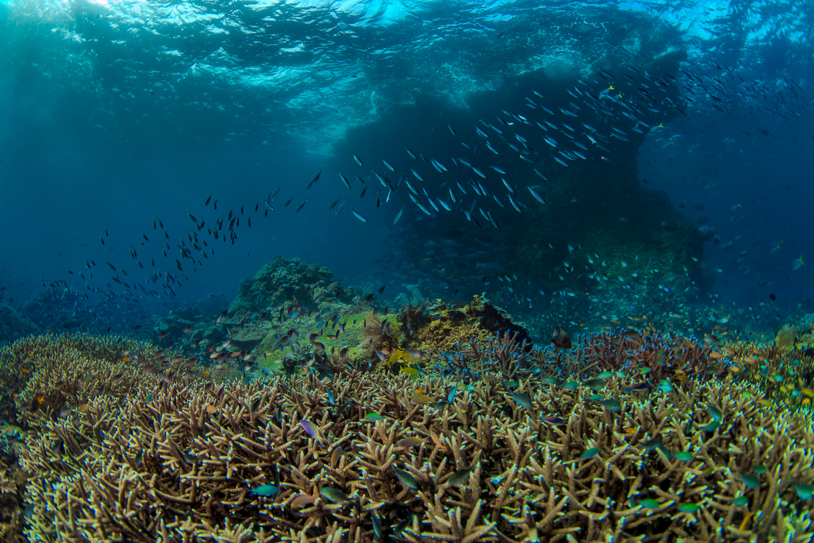 Staghorn coral, the Dampier Strait