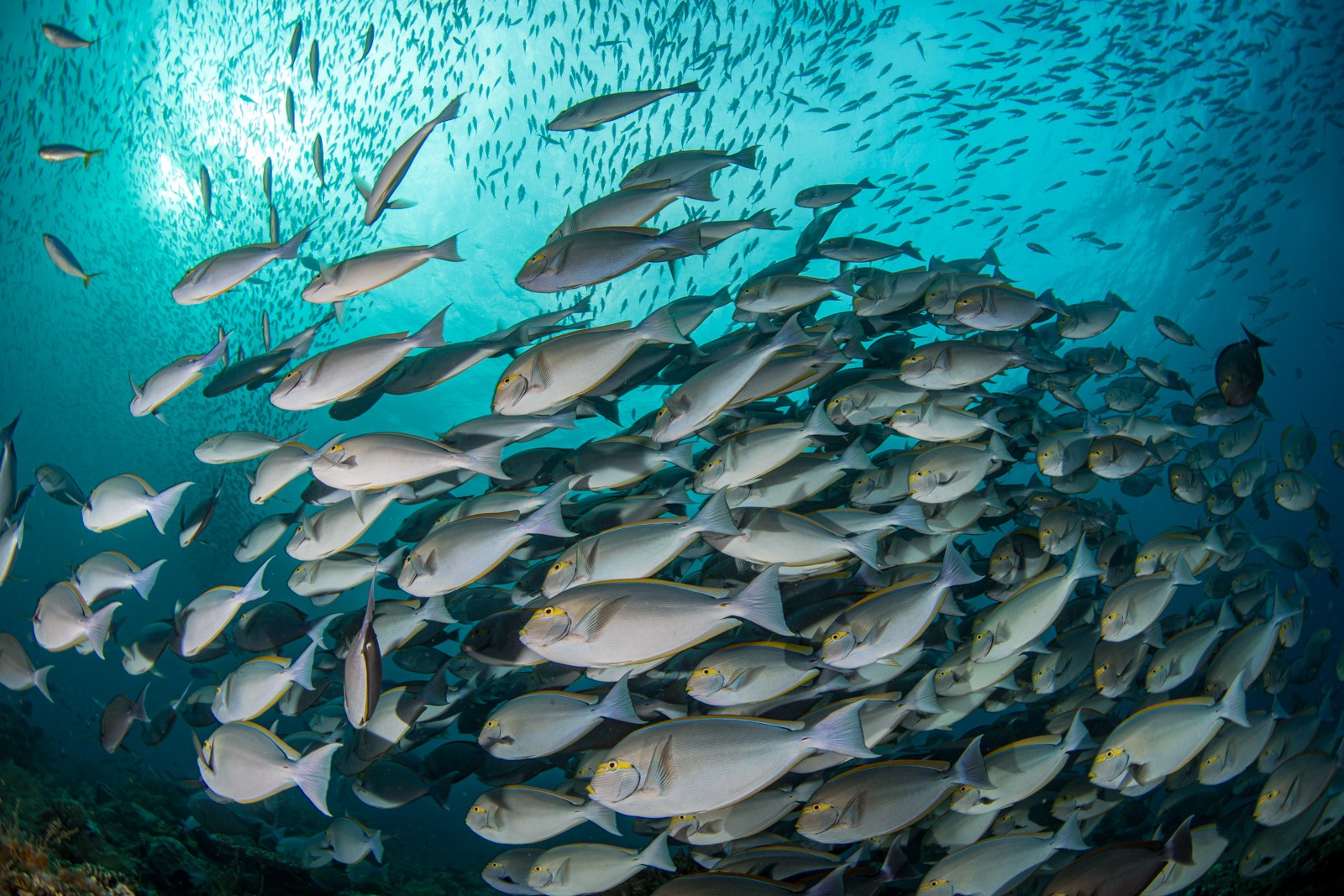 Surgeonfish school, dense, sun above, Dampier Strait