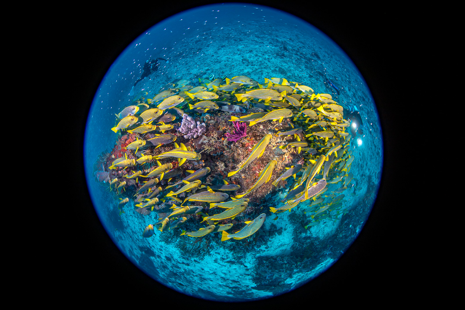 Sweetlips in a circular fisheye frame, the Dampier Strait