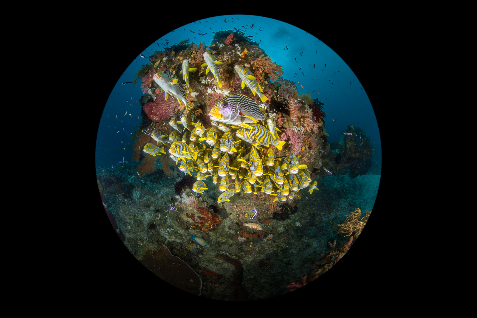 Sweetlips schooling, through a fisheye, the Dampier Strait