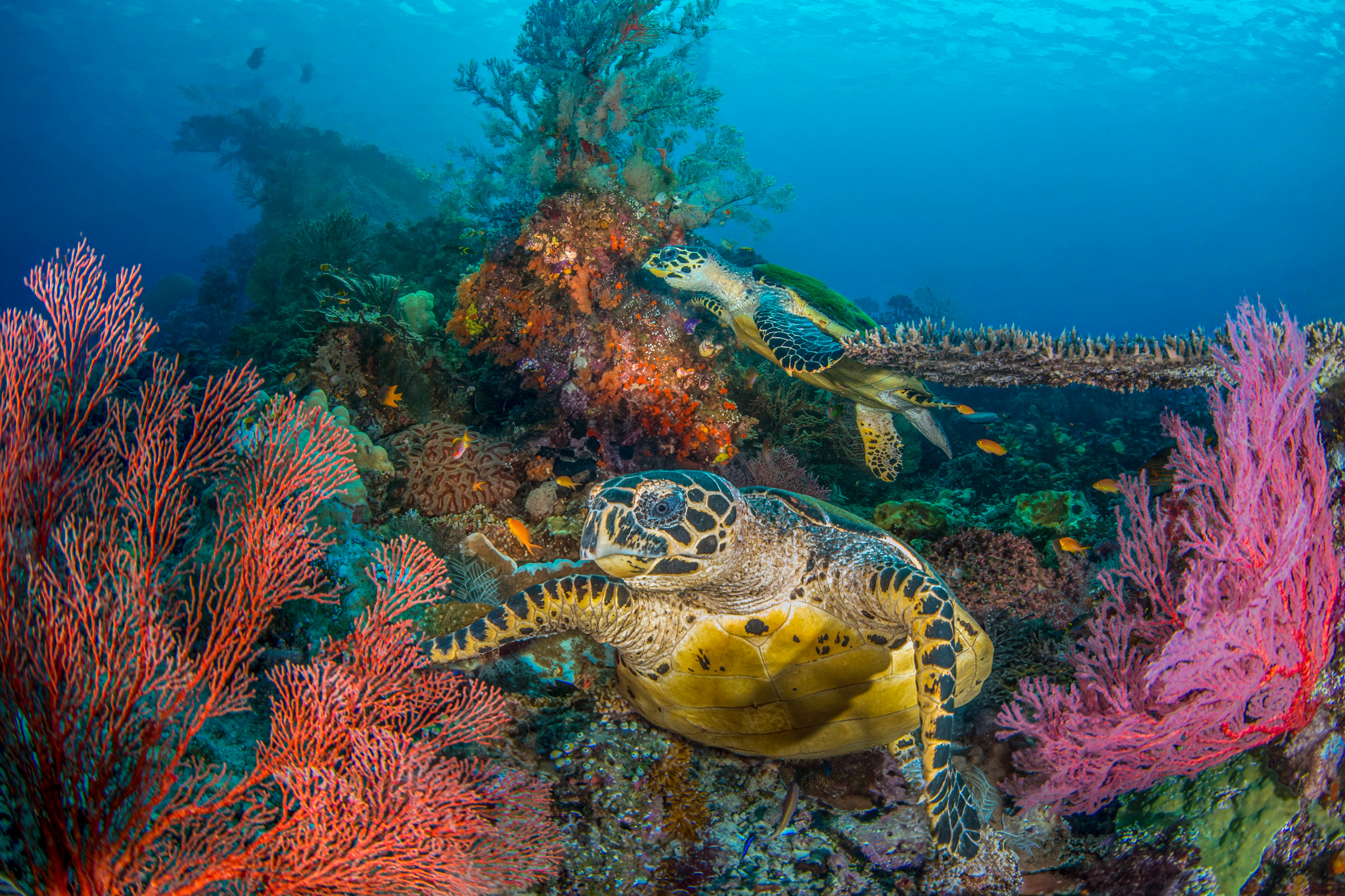 Turtles a pair of them, the Dampier Strait