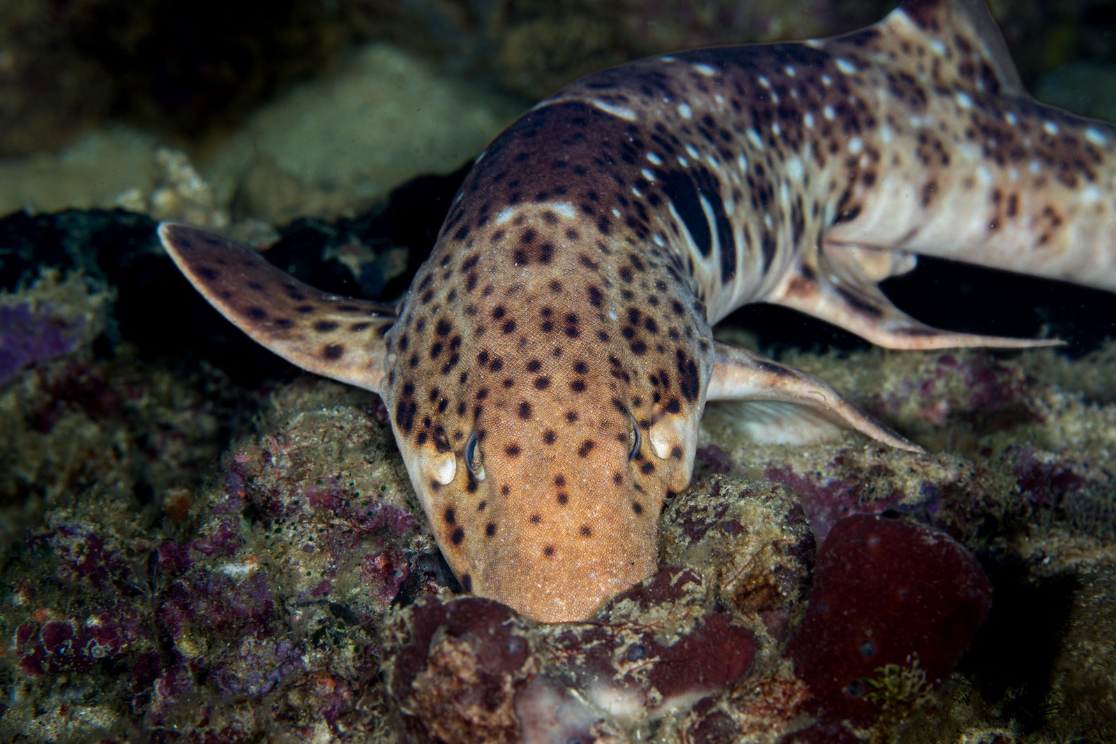 Walking / epaulette shark, Hemiscyllium sp., Dampier Strait