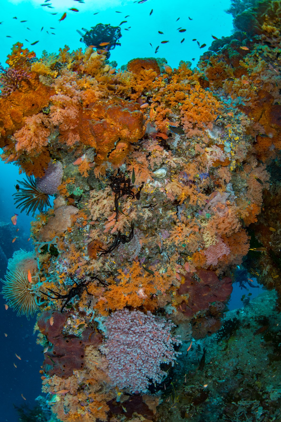 Wall smothered in orange soft coral (vertical), the Dampier Strait