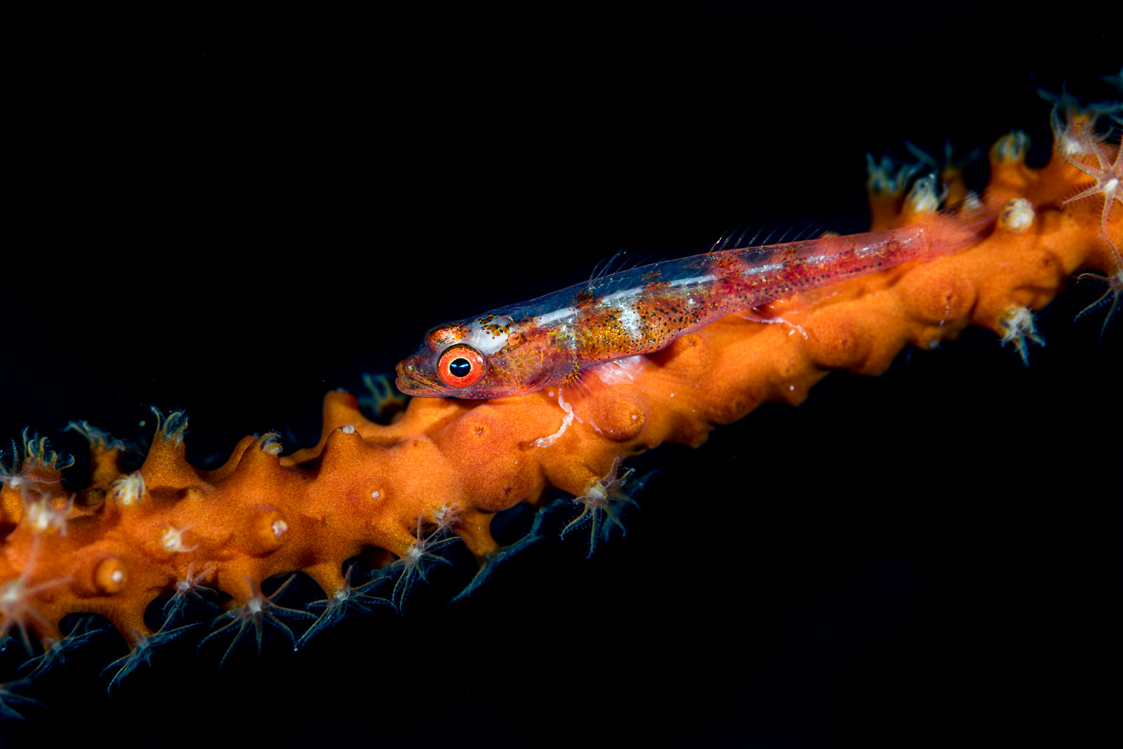A whip coral goby in orange, the Dampier Strait
