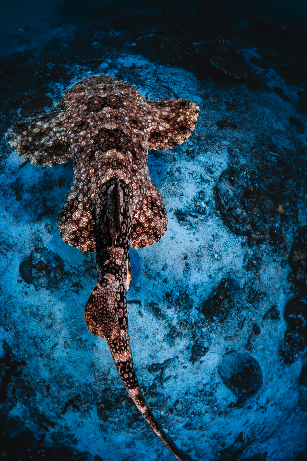 A tasselled wobbegong, the Dampier Strait
