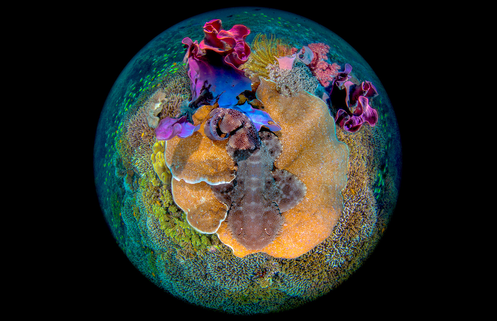 Dampier Strait, Northern Raja Ampat, Indonesia