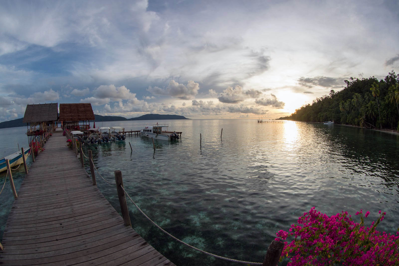 A long jetty running out across still water at sunset, bougainvillea in the foreground