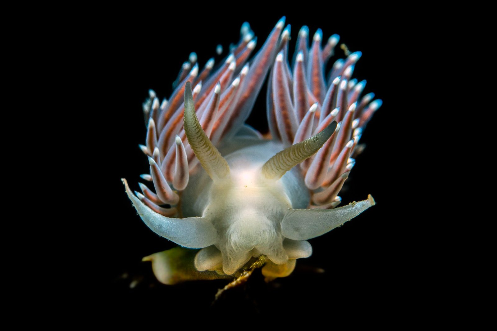 An aeolid nudibranch head-on, Howe Sound