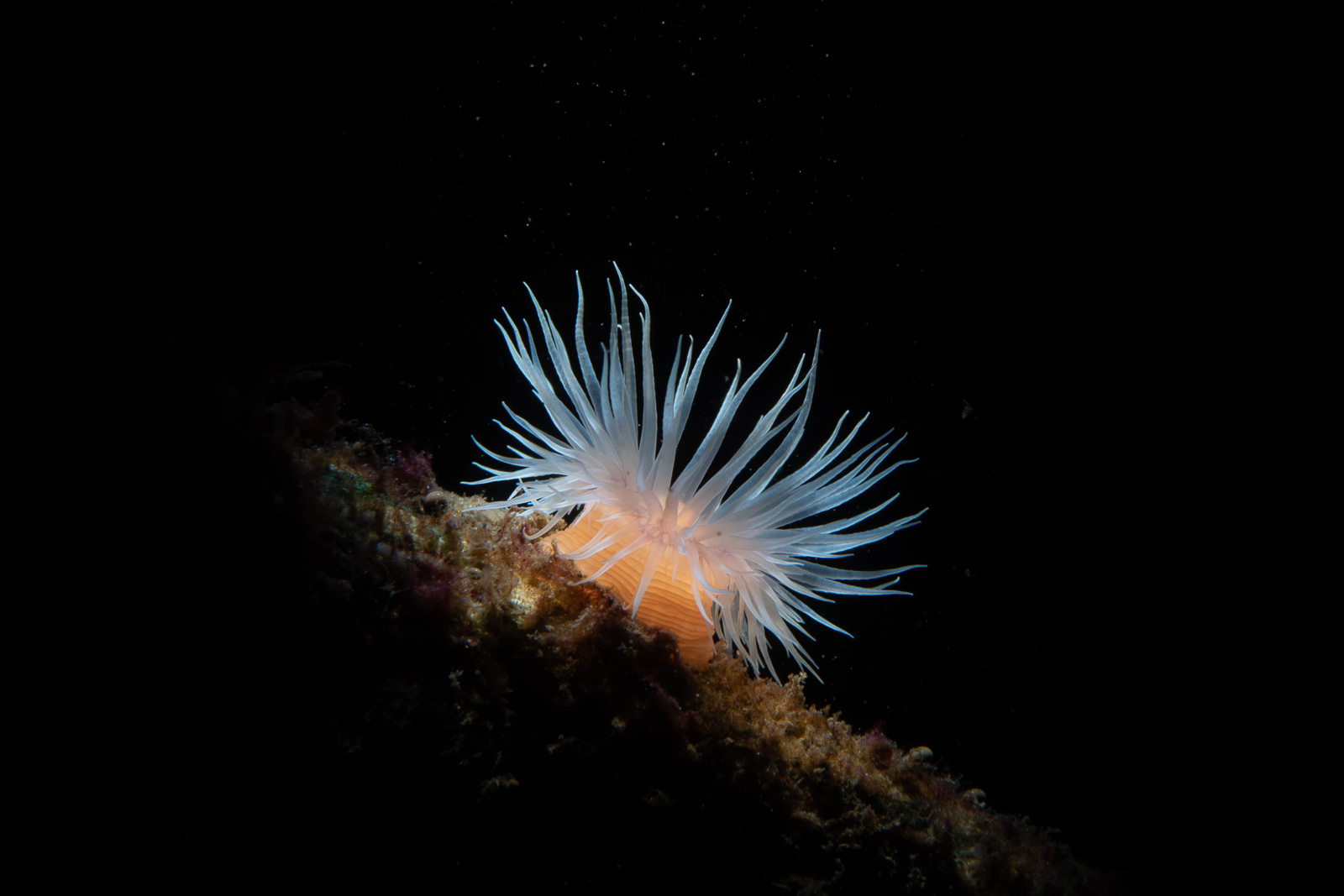 Anemone on black, Howe Sound