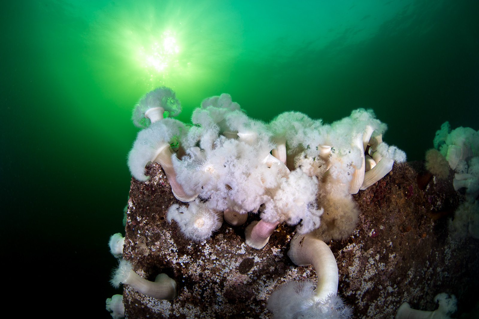 An anemone under a sunburst, Howe Sound