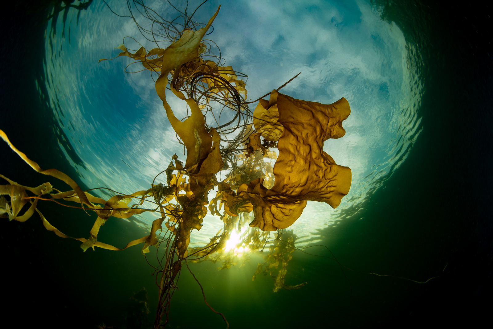 Bull kelp under Snell's window, Howe Sound