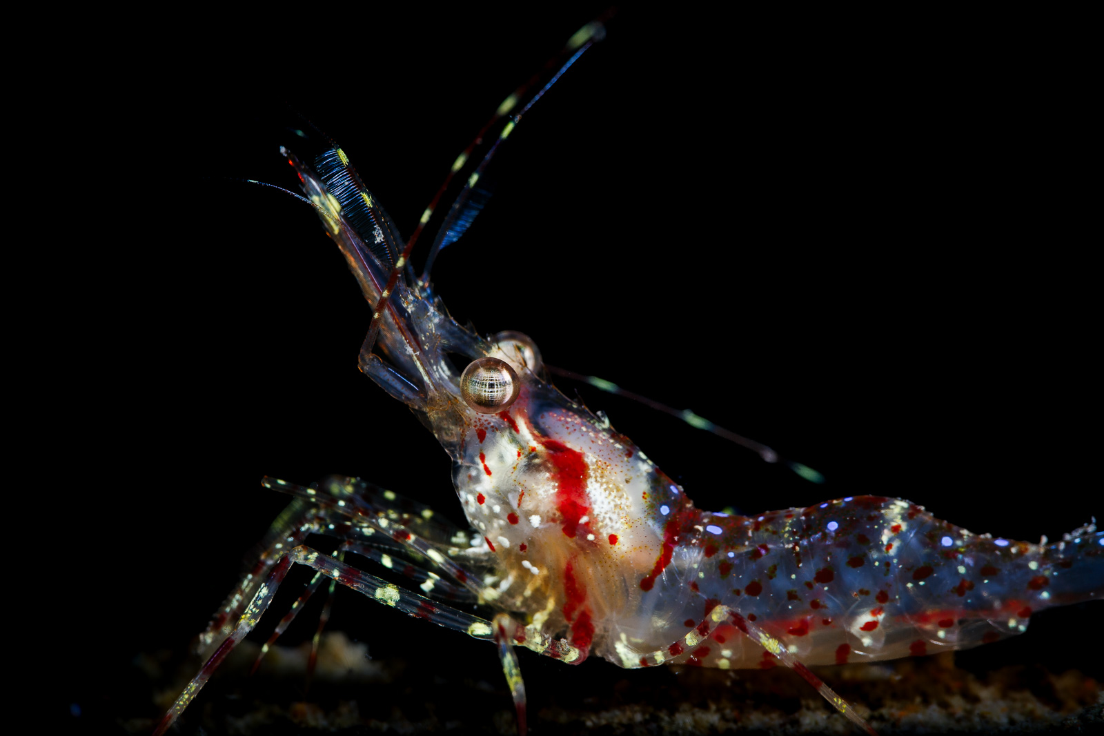 A candy-stripe shrimp, Howe Sound