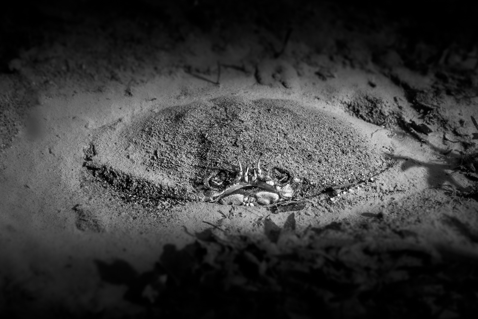 Black-and-white crab buried in sand, Howe Sound
