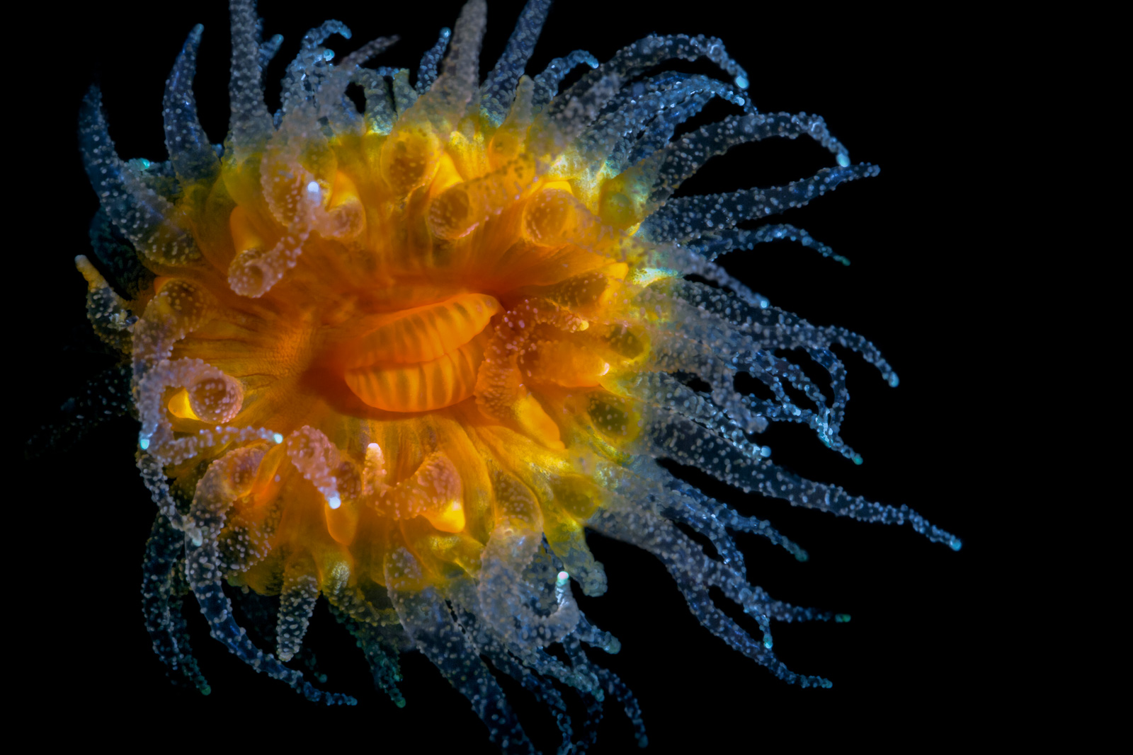 Cup coral on black, Howe Sound