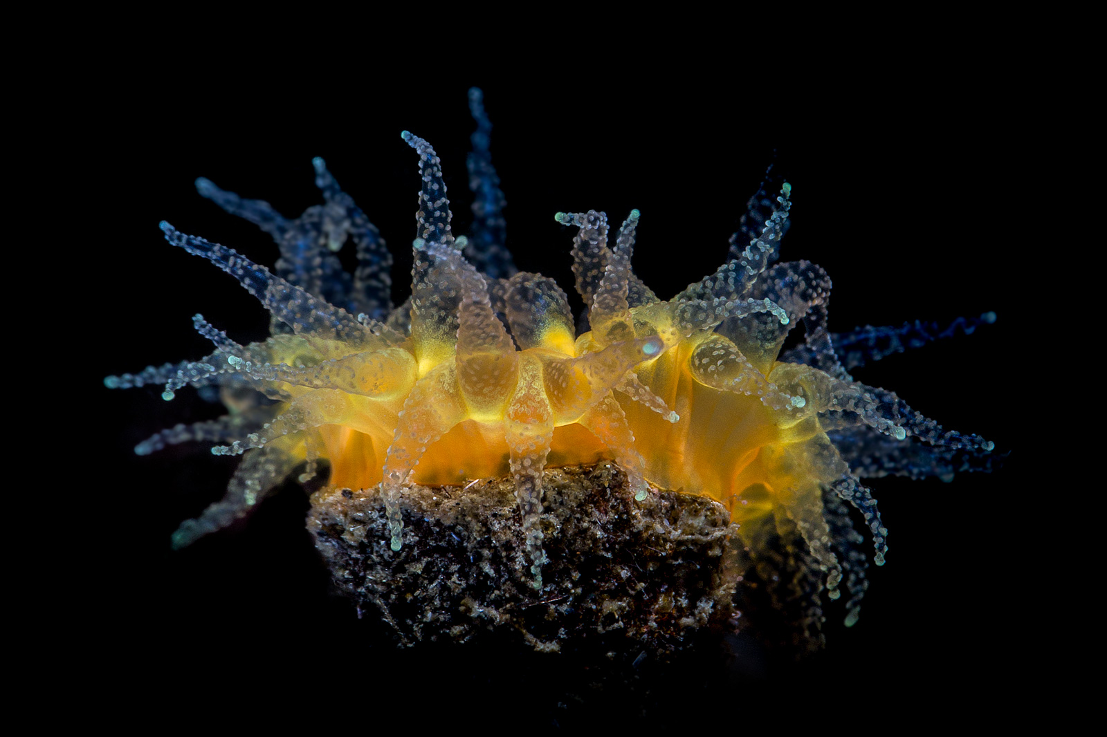 A colony of orange cup coral seen side-on, lit through the polyps so they glow from within, Howe Sound
