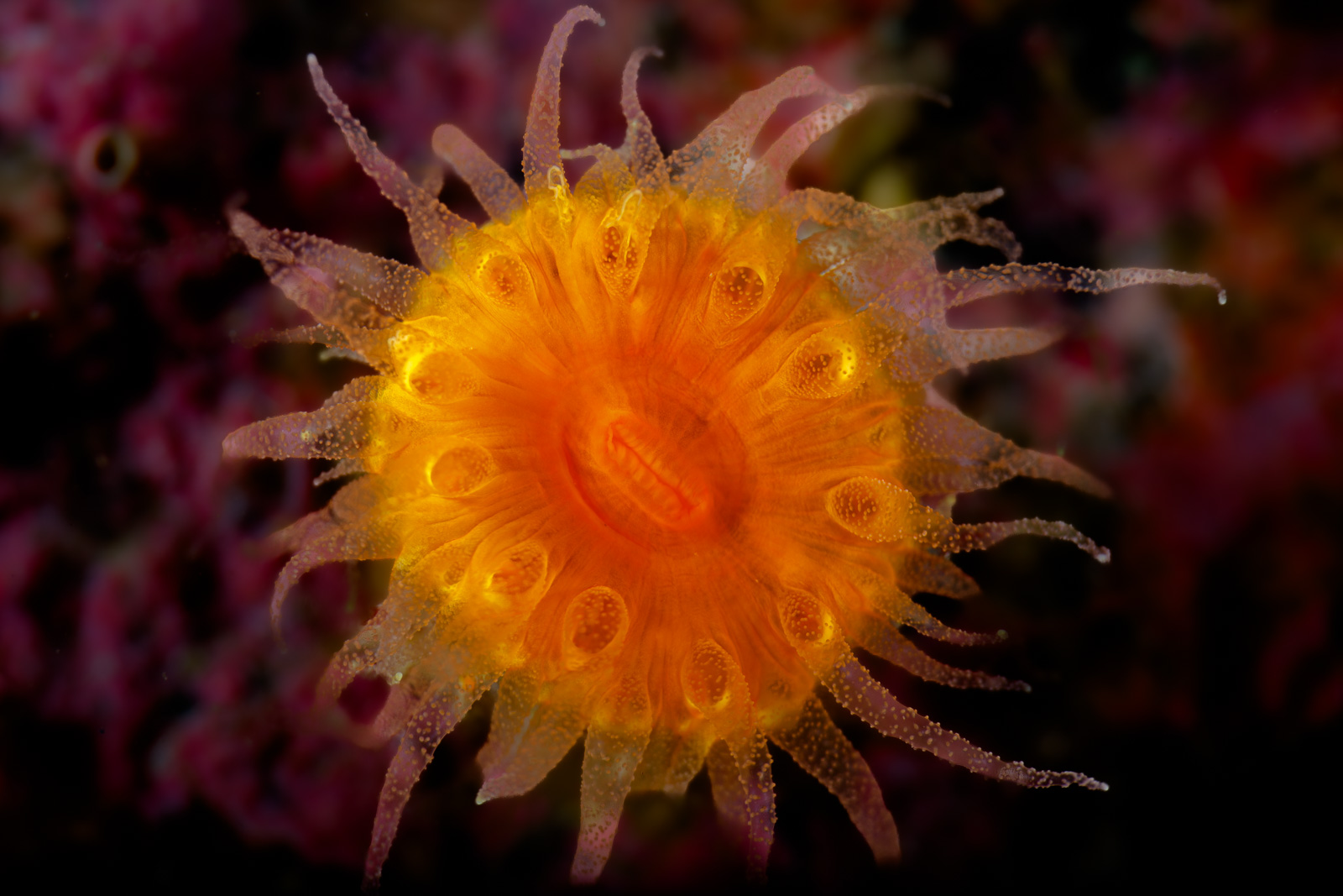 Orange cup coral in magenta, Howe Sound