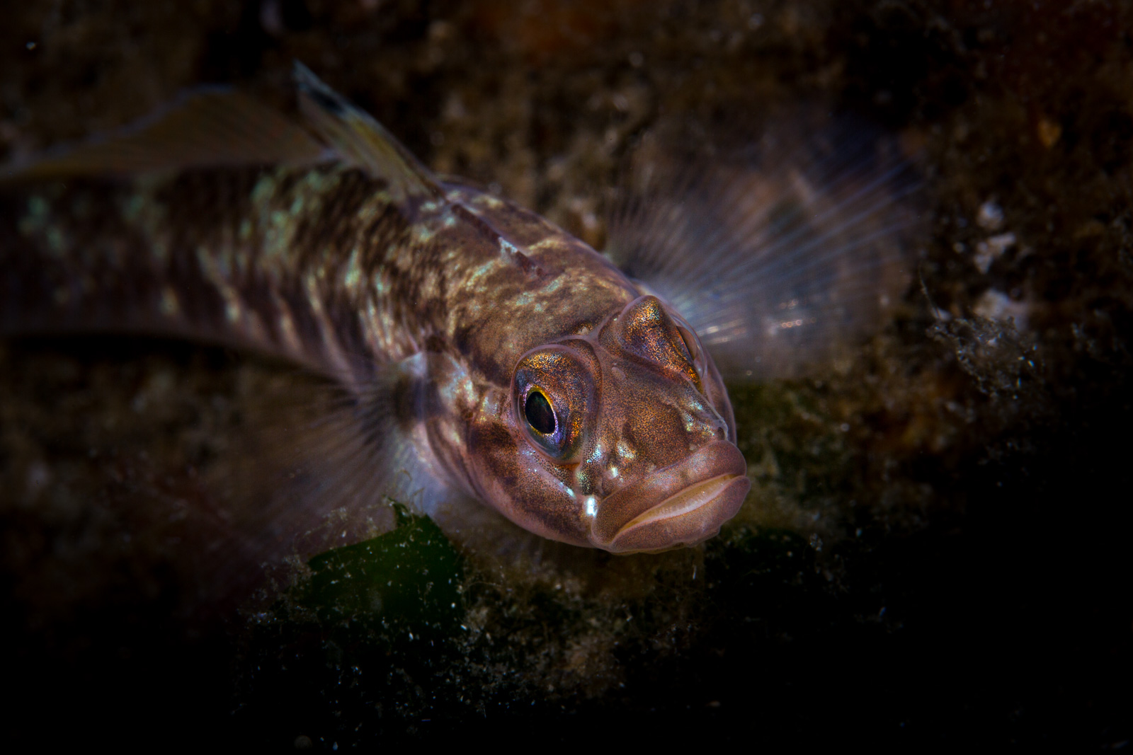 Small fish on rock, close, Howe Sound