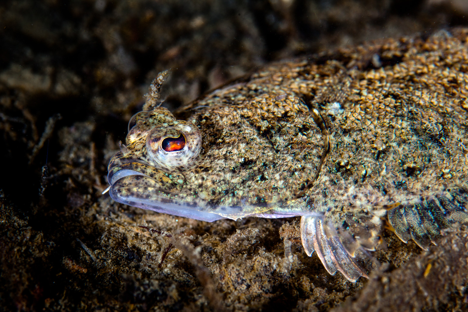 A flatfish camouflaged, Howe Sound