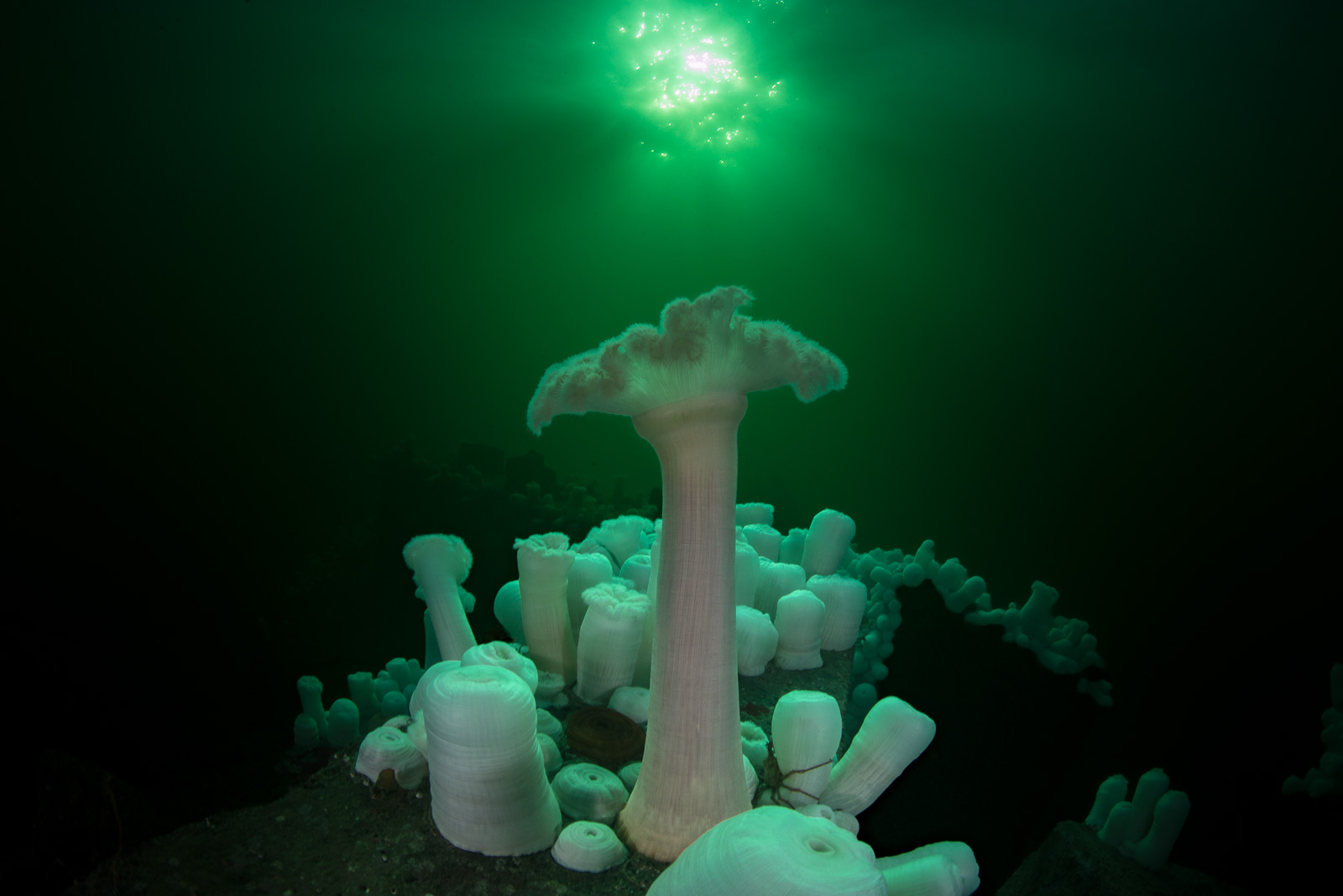 A giant plumose anemone in an anemone, Howe Sound