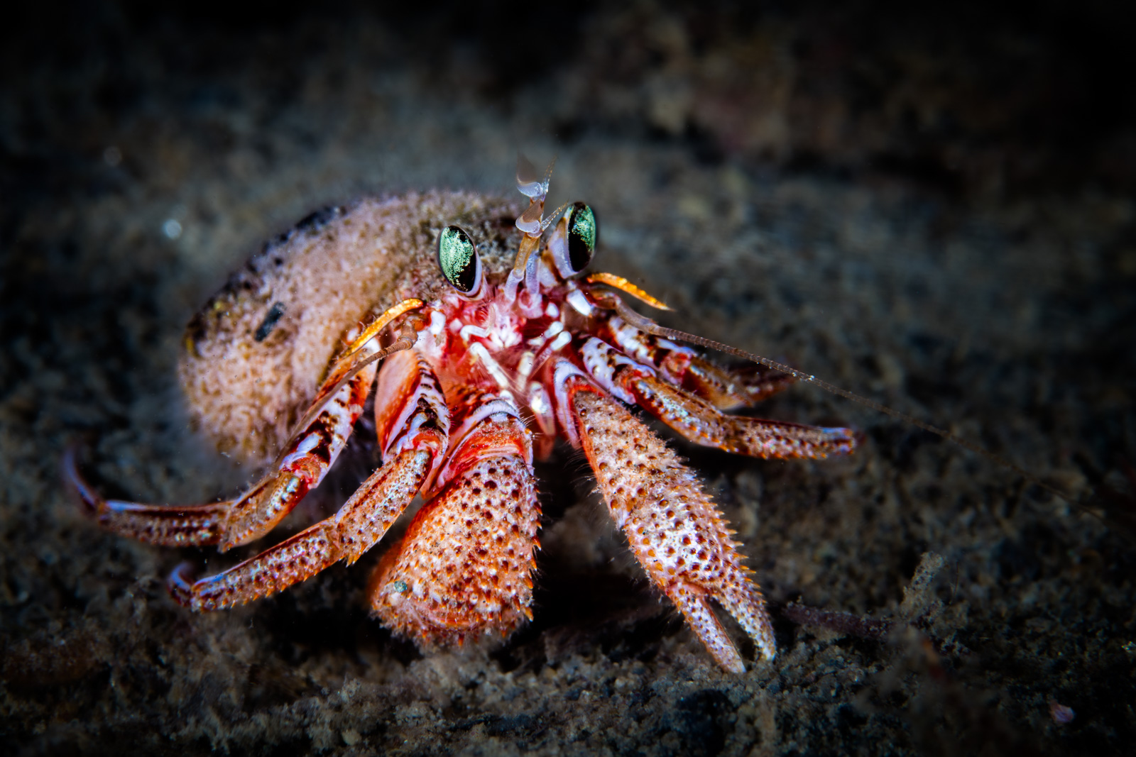 A hermit crab in green water, eyes forward, Howe Sound