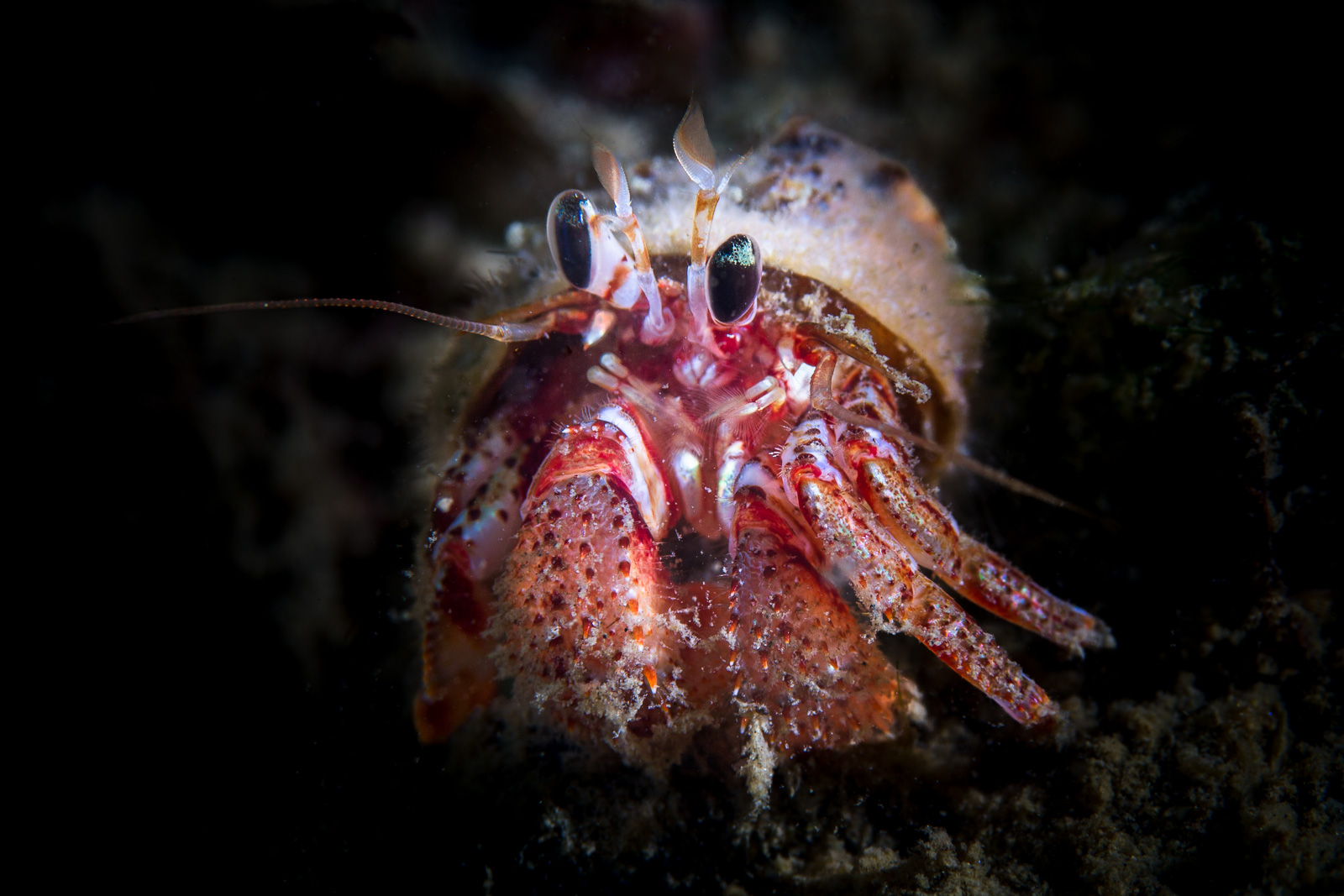 Hermit crab head-on, Howe Sound