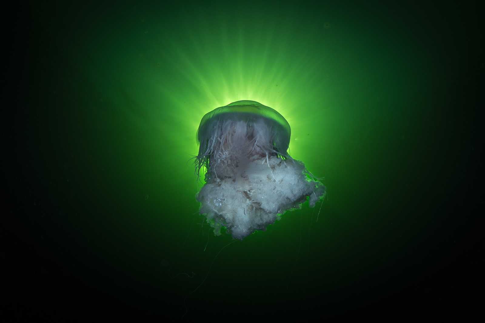 Lion's mane, green halo, Howe Sound & the Sunshine Coast