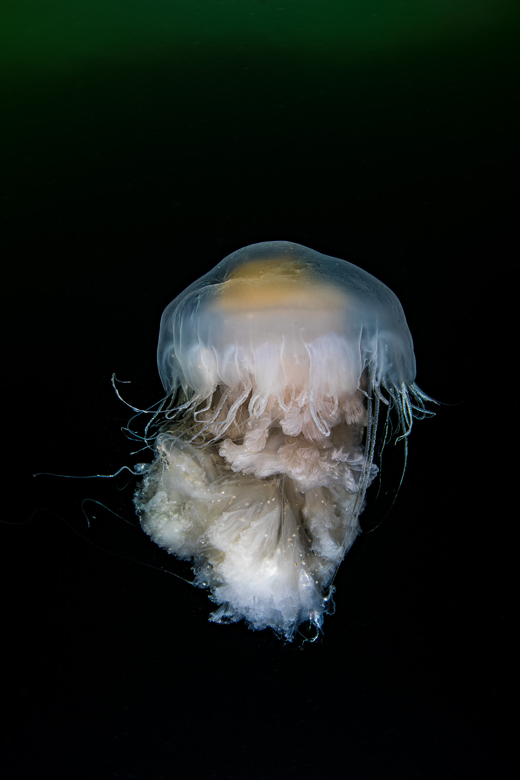 A lion's mane jellyfish as a portrait, Howe Sound