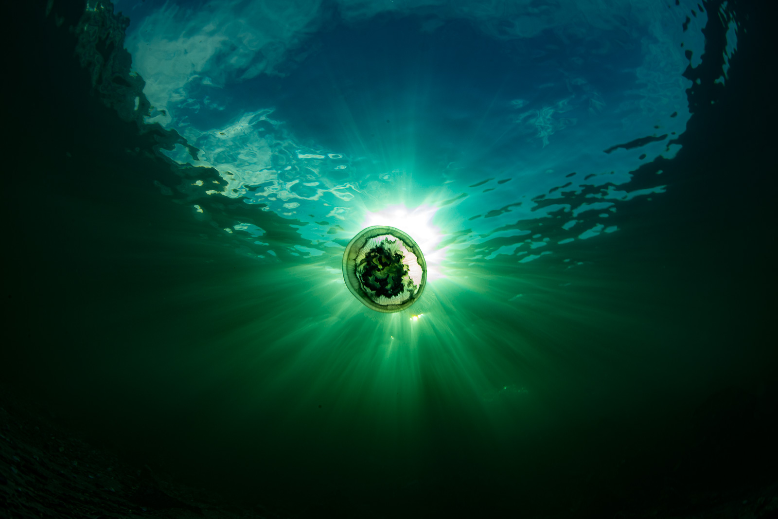 Moon jelly eclipse, Howe Sound & the Sunshine Coast