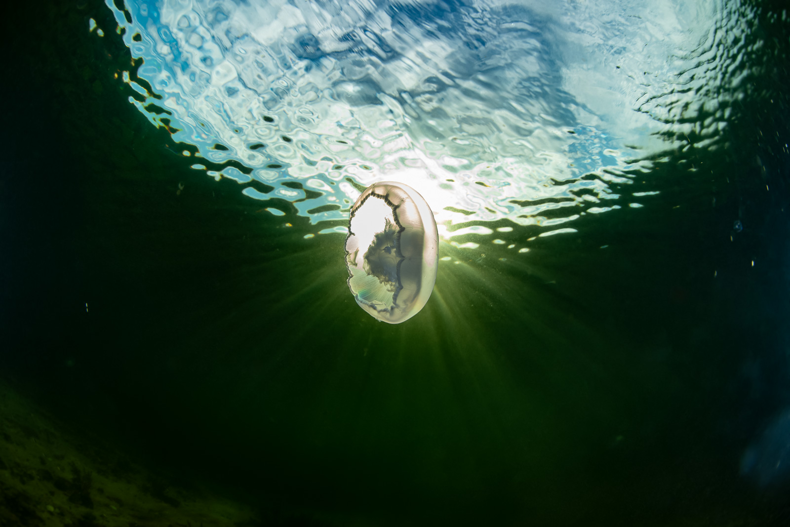 Moon jelly with surface rays, Howe Sound