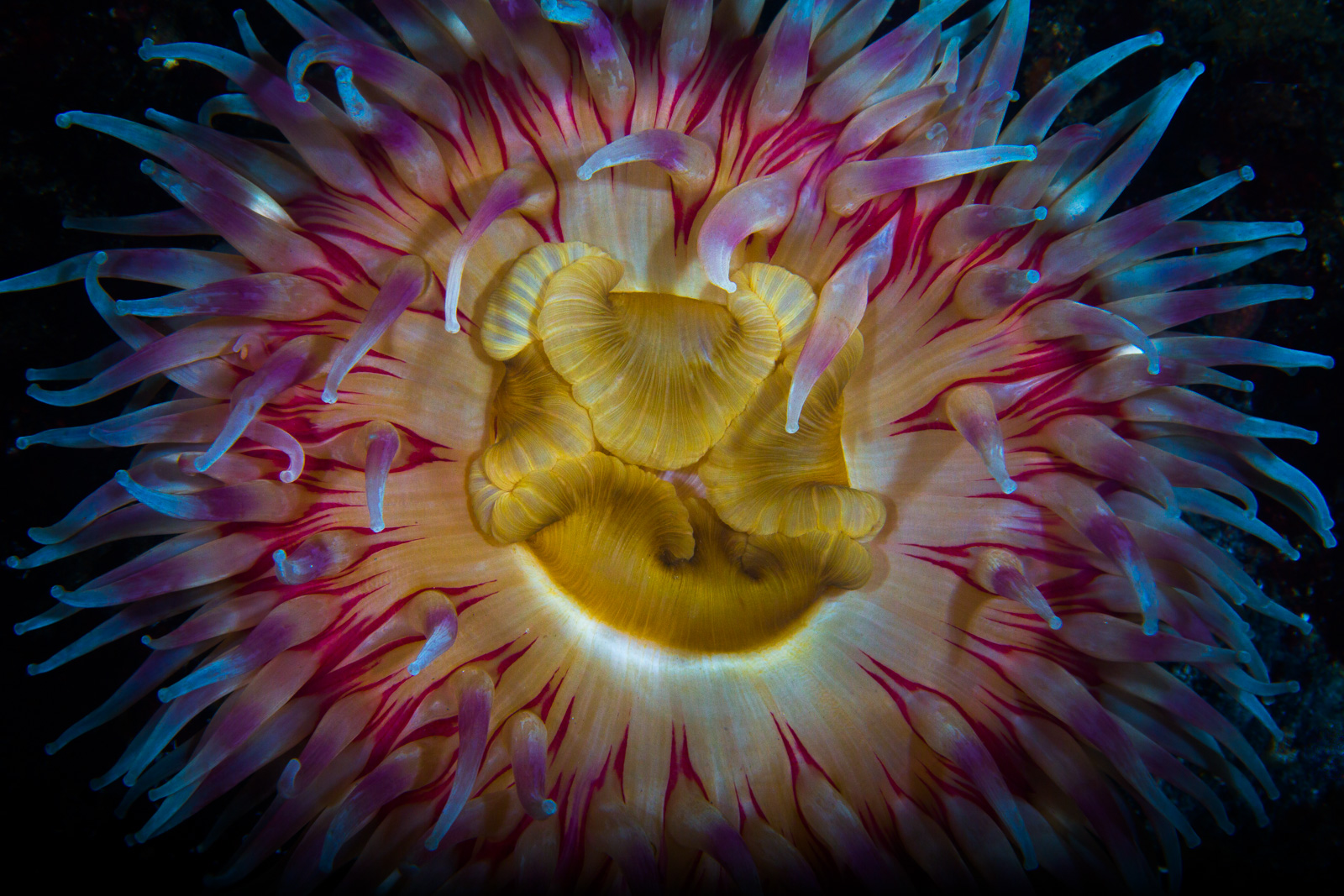 A painted anemone in magenta, Howe Sound