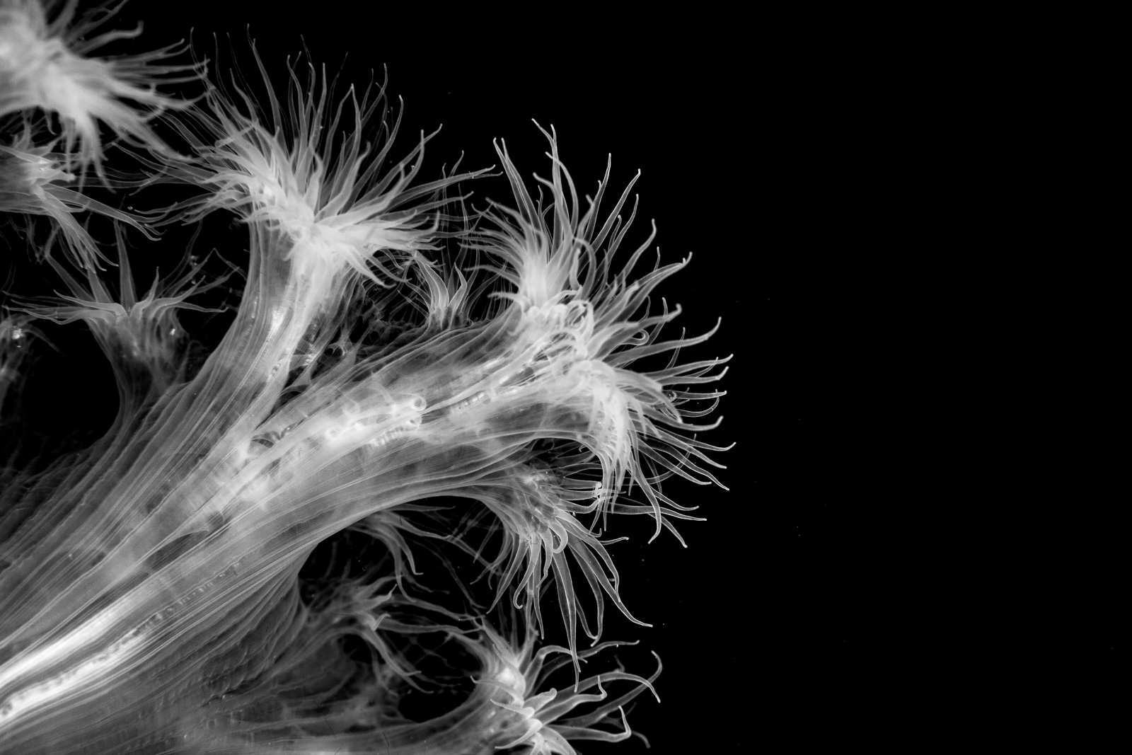 Plumose anemones in black and white, Howe Sound