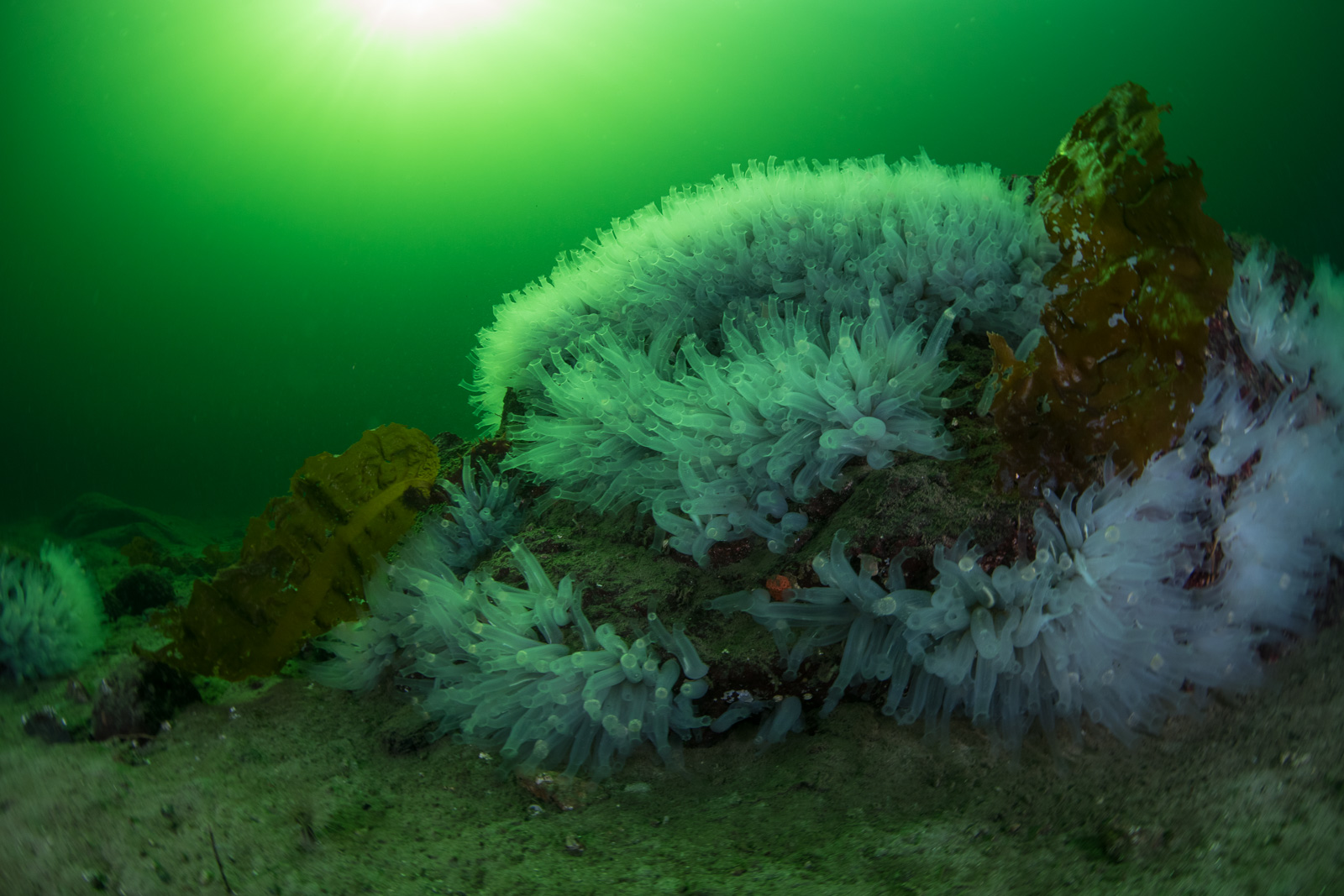 Plumose anemones in green water, Howe Sound