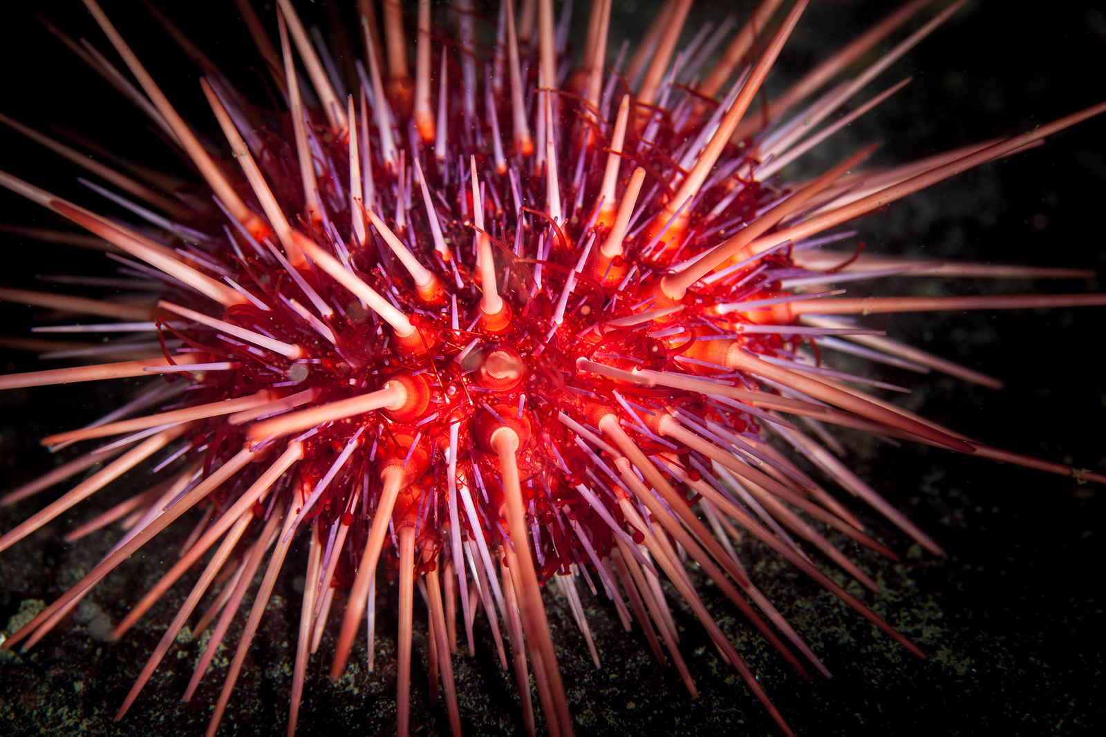 A sea urchin in red, showing its spines, Howe Sound