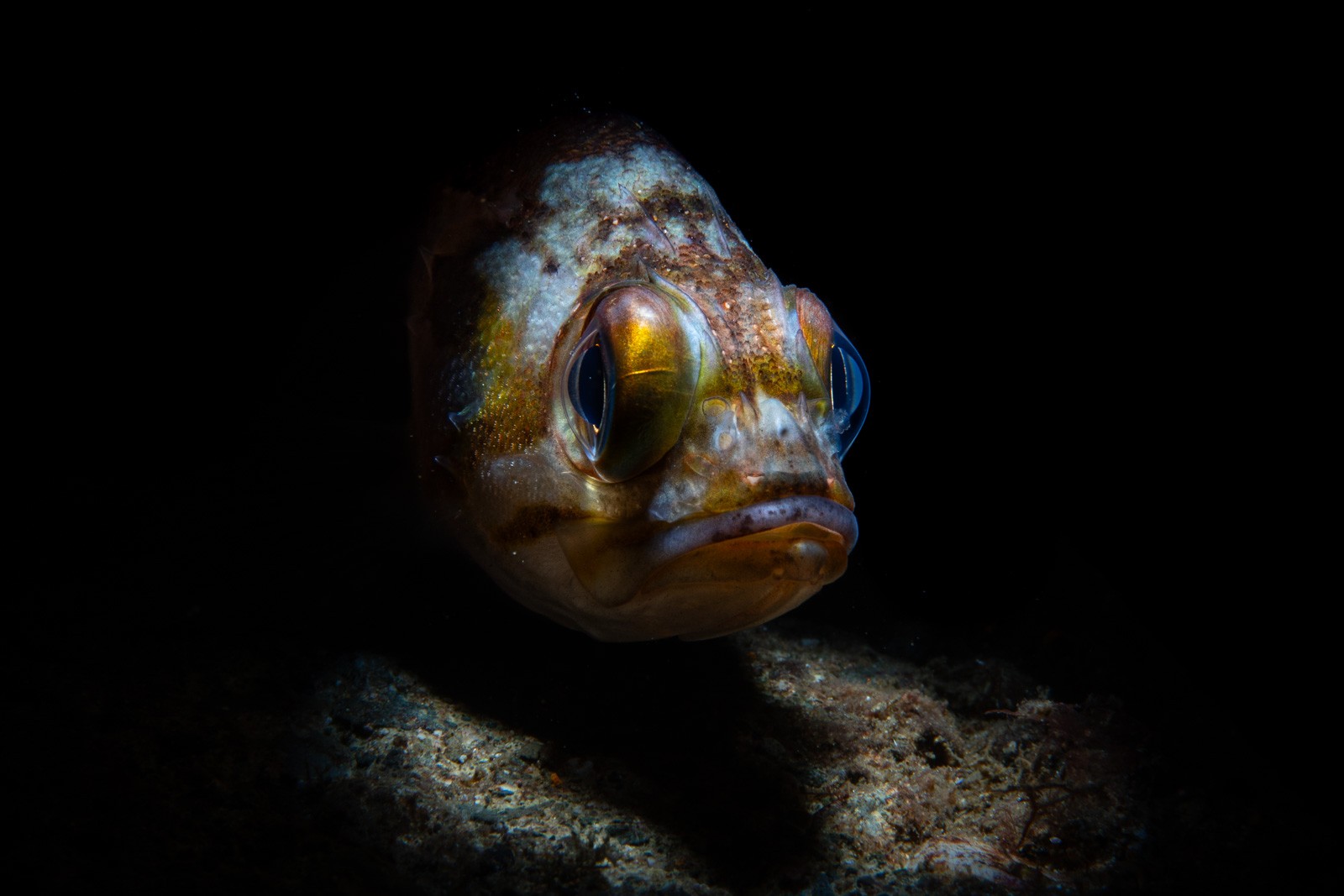 Rockfish portrait on black, golden eye, Howe Sound