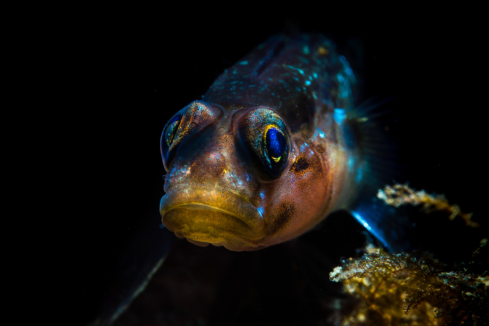 A sculpin with iridescent eyes, eyes forward, Howe Sound