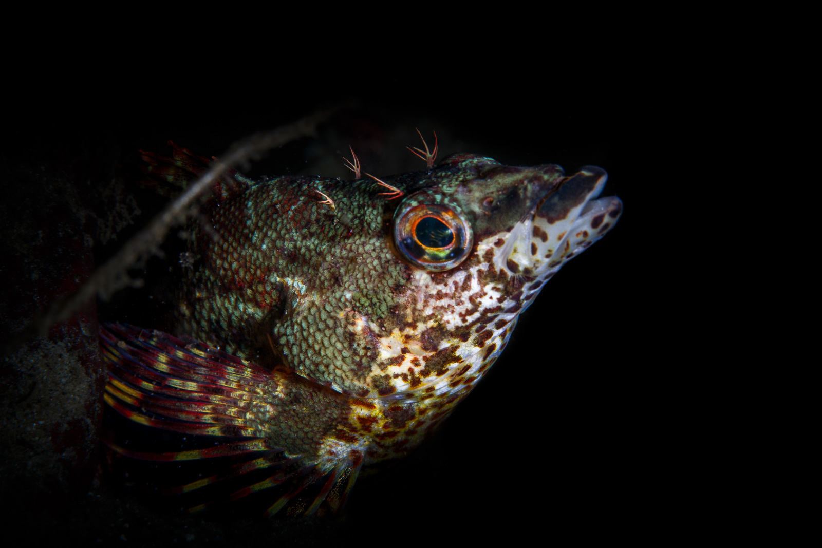 A painted greenling in profile, lit with a snoot, Howe Sound