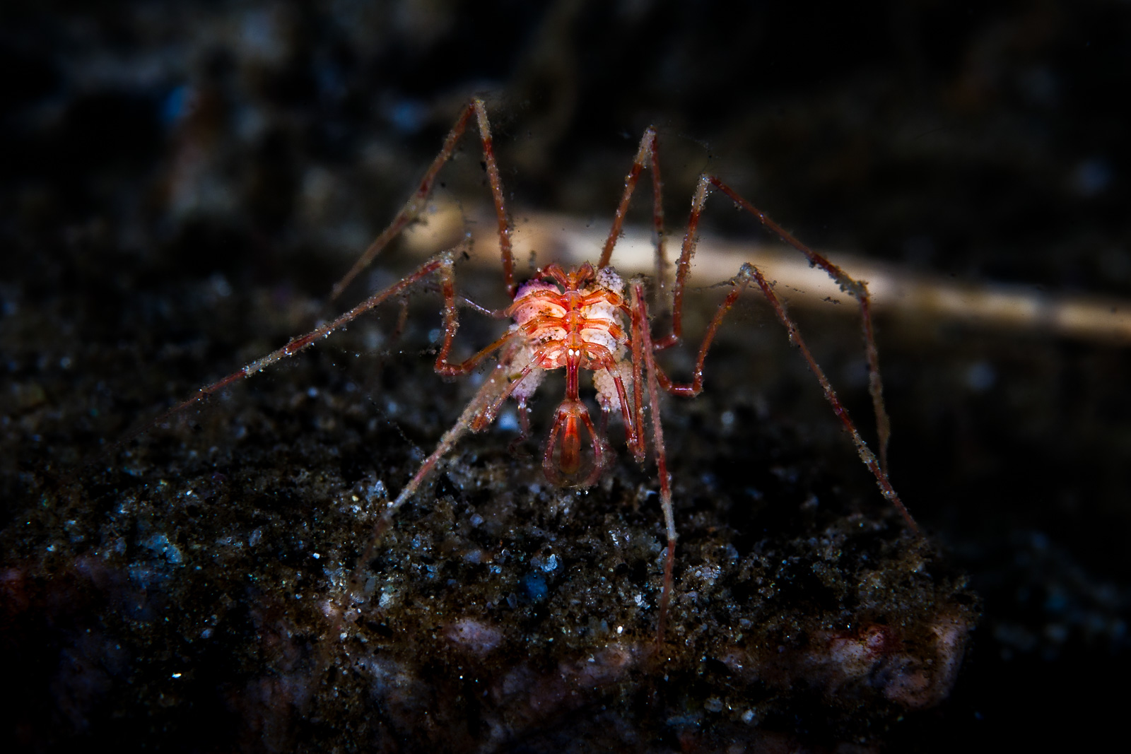 A sea spider head-on, Howe Sound
