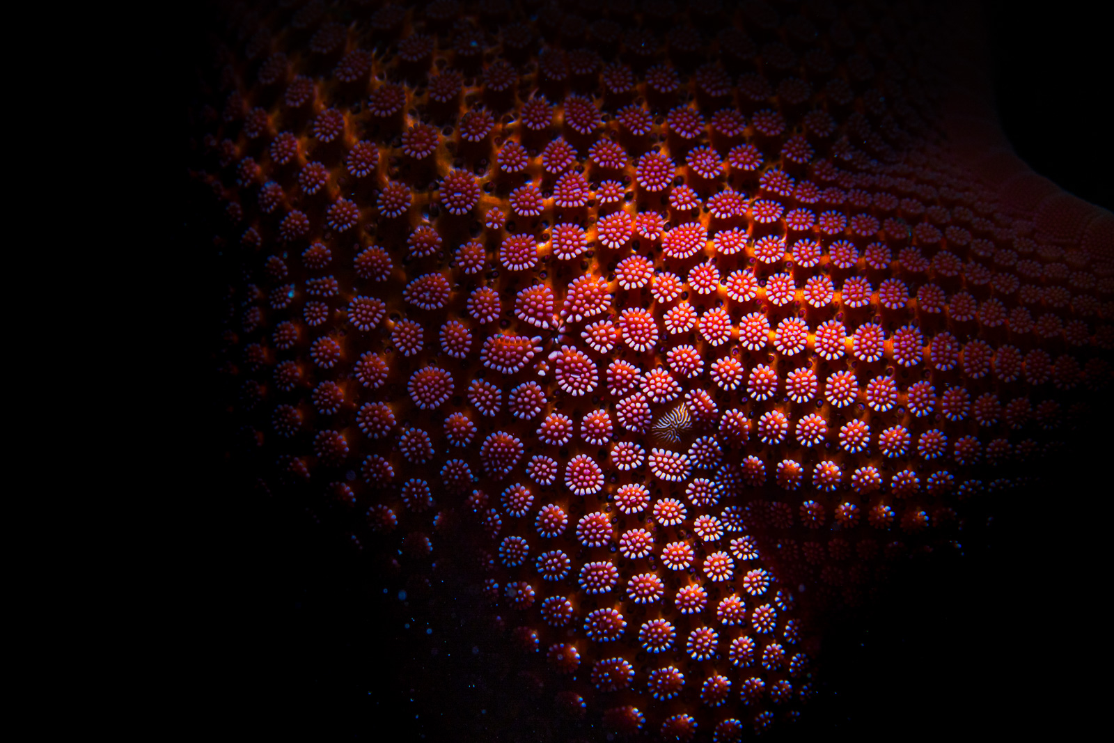 The surface of a sea star filling the frame, dense rosettes of pedicellariae in red and white, Howe Sound